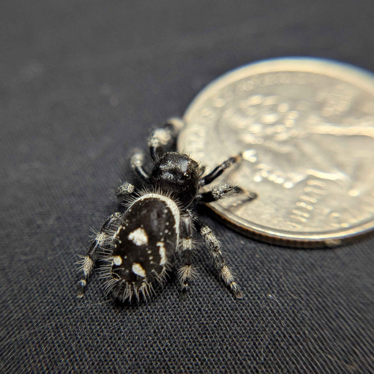 Regal Jumping Spider "Hex"