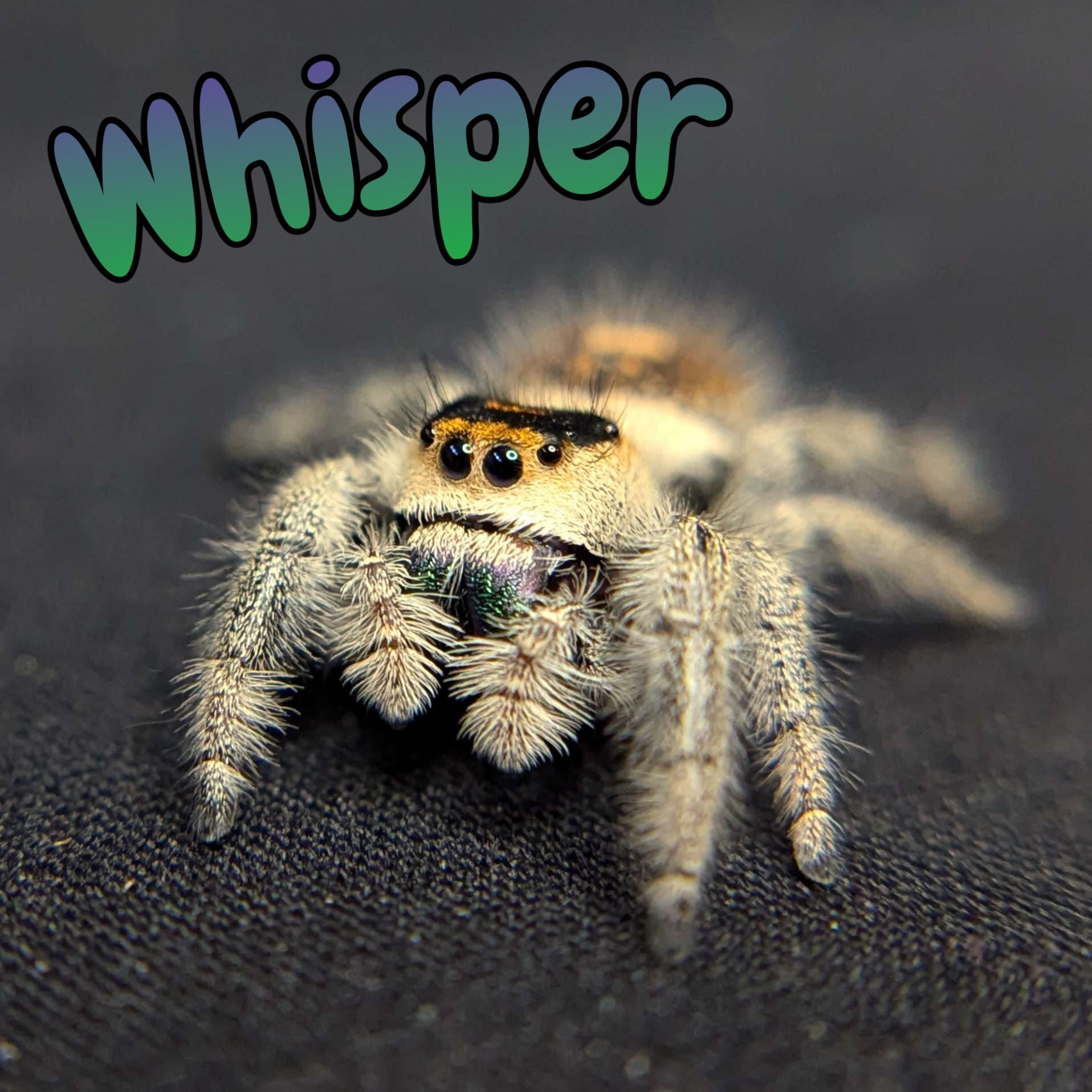 Regal Jumping Spider "Whisper"