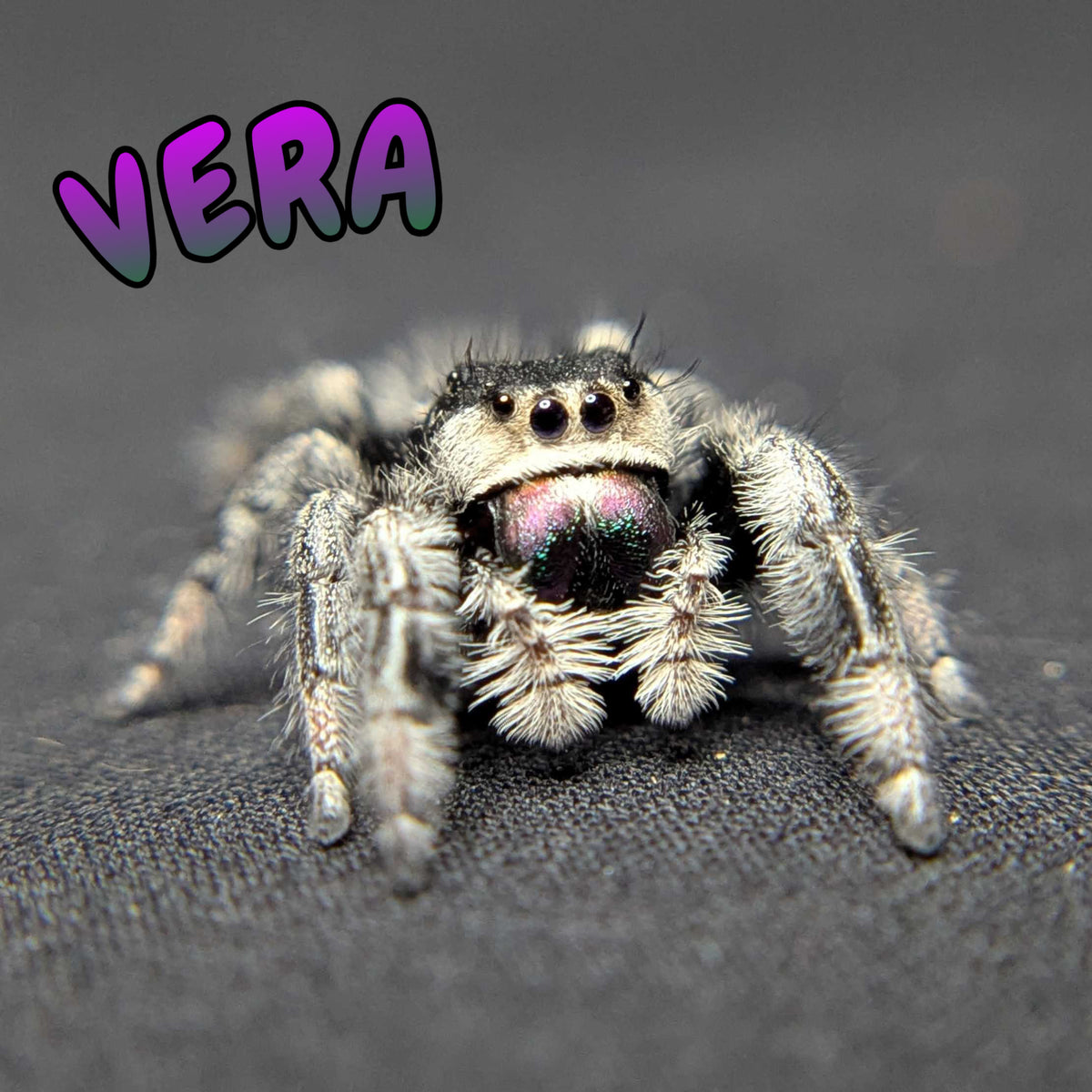 Regal Jumping Spider “Vera”