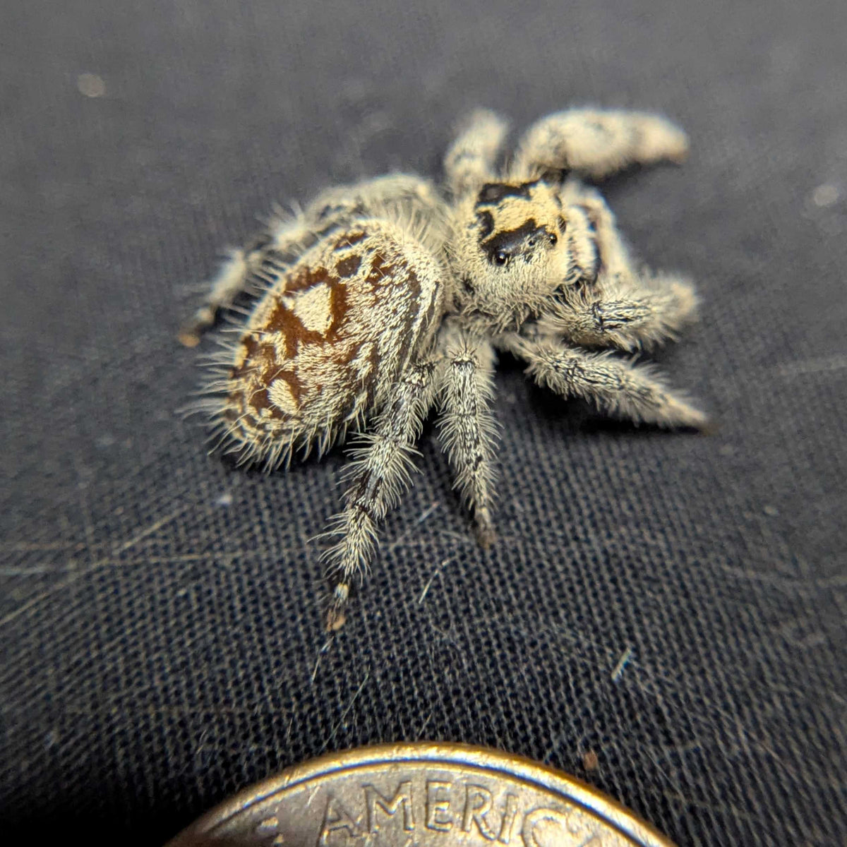 Regal Jumping Spider "Pecan"