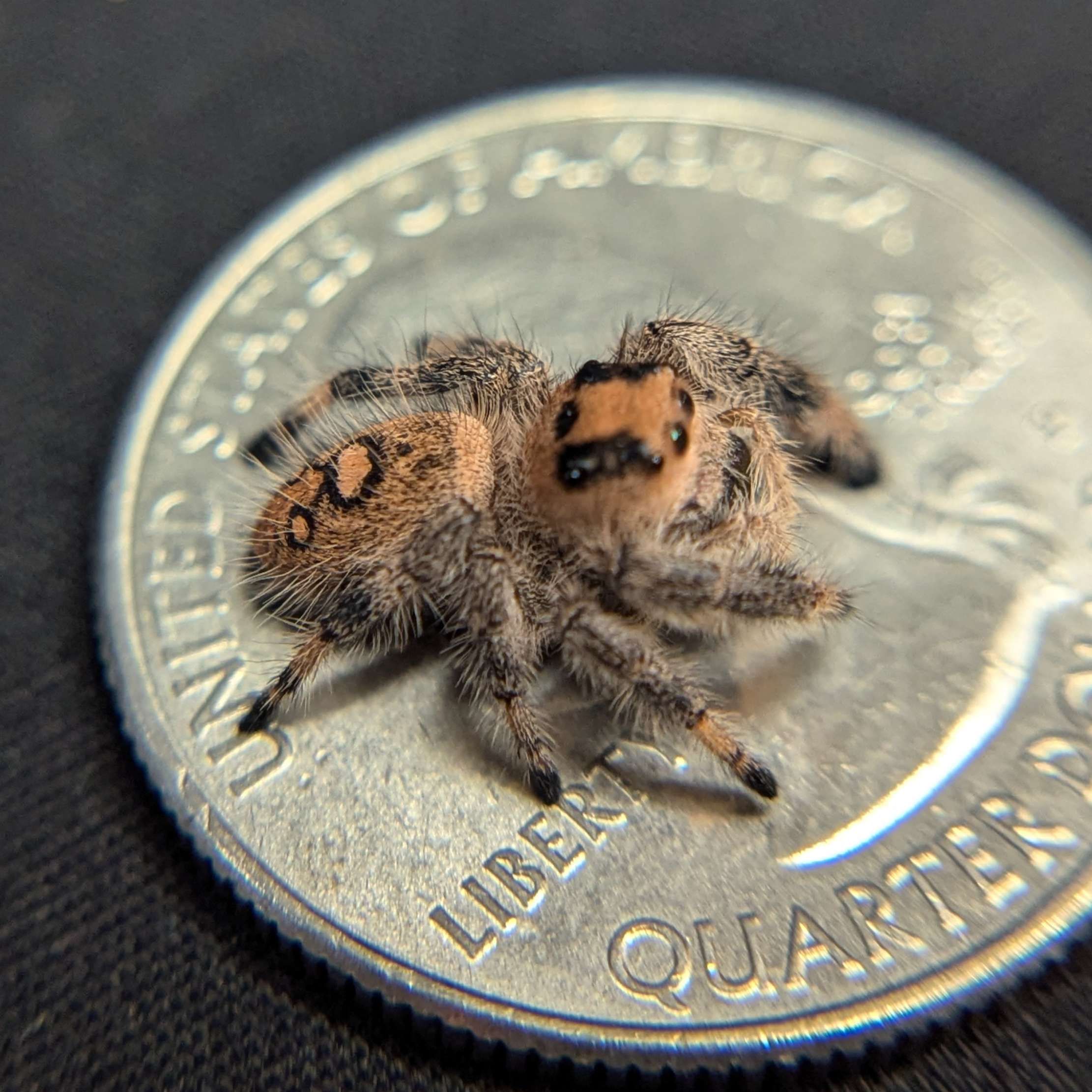 Regal Jumping Spider "Juniper"