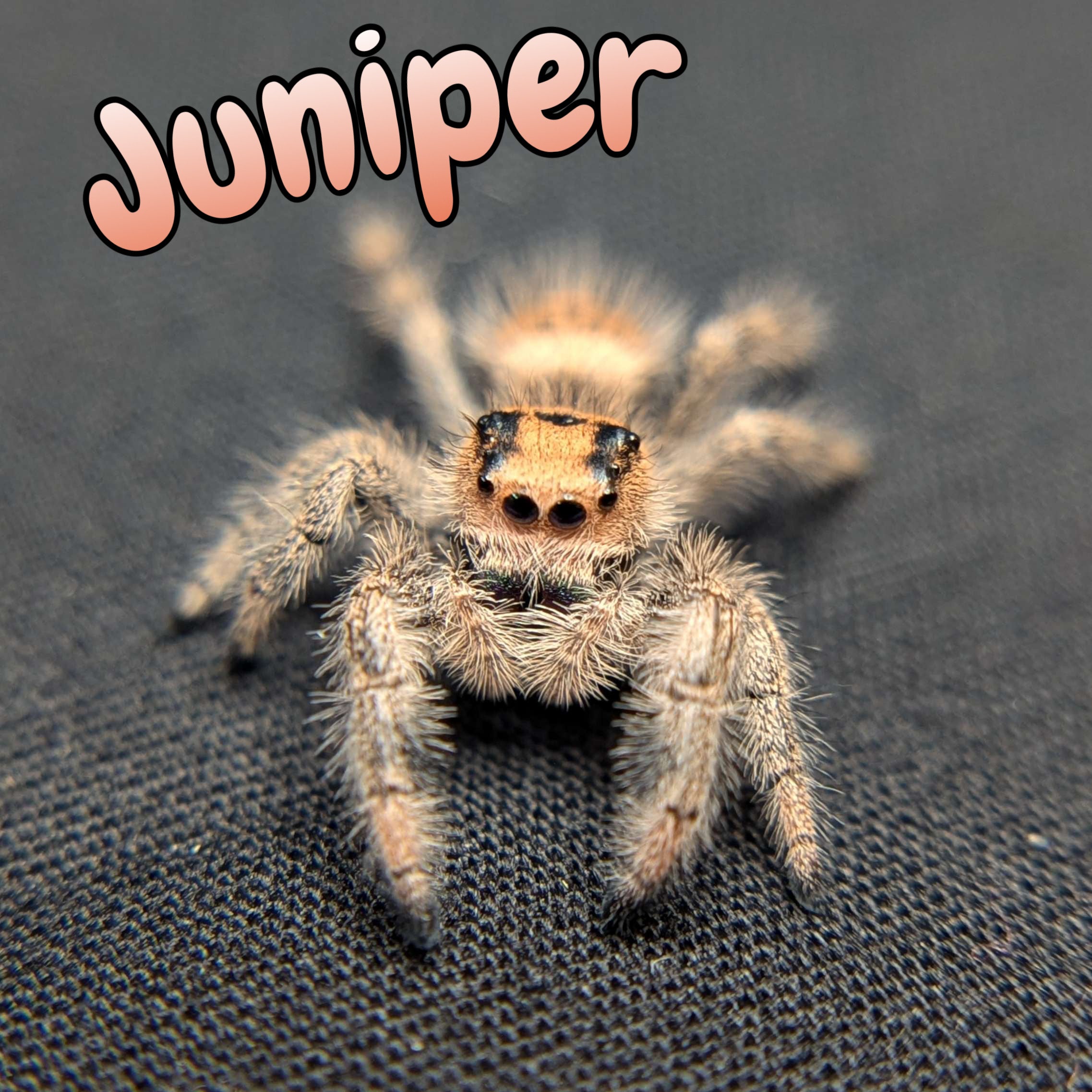 Regal Jumping Spider "Juniper"