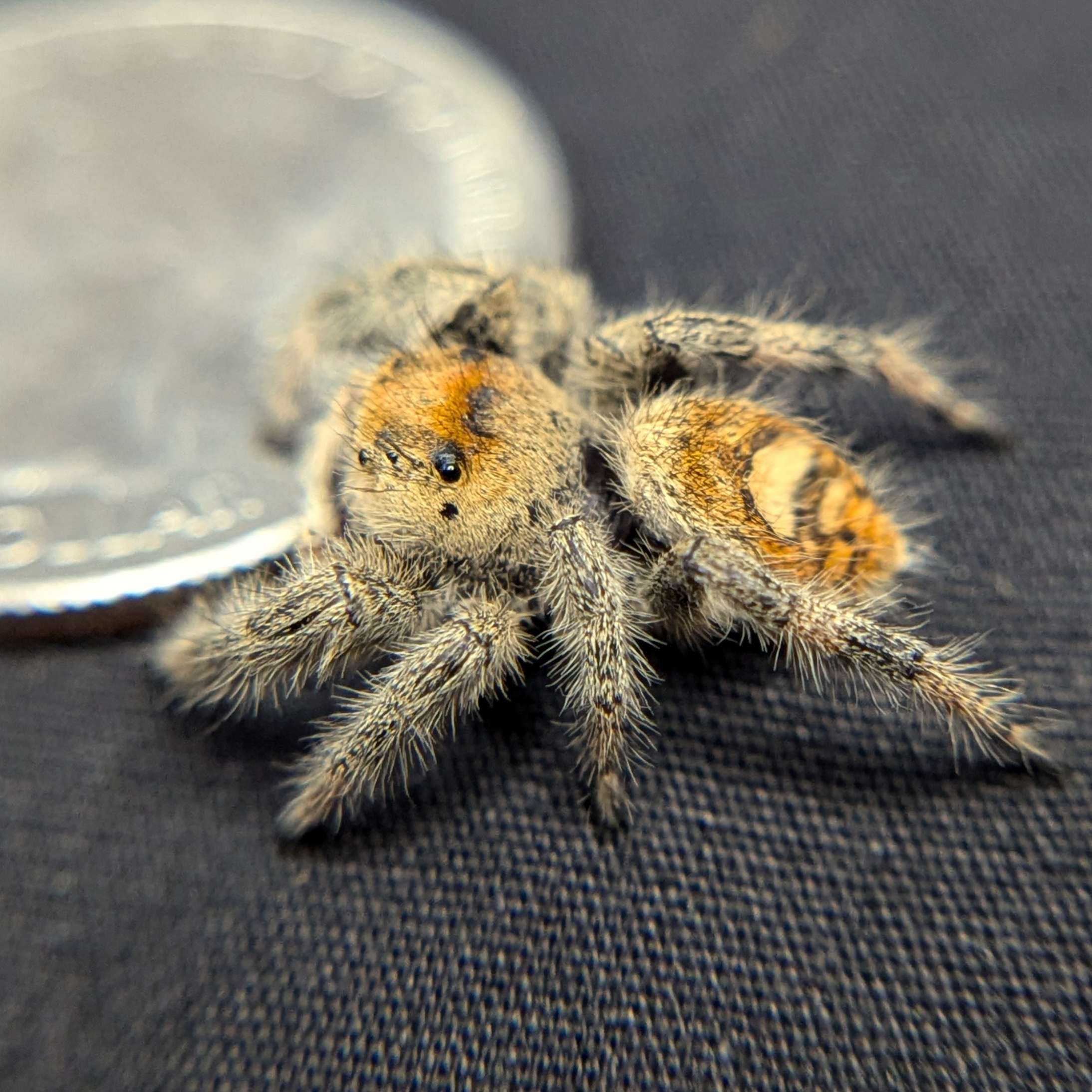 Regal Jumping Spider "Grace"