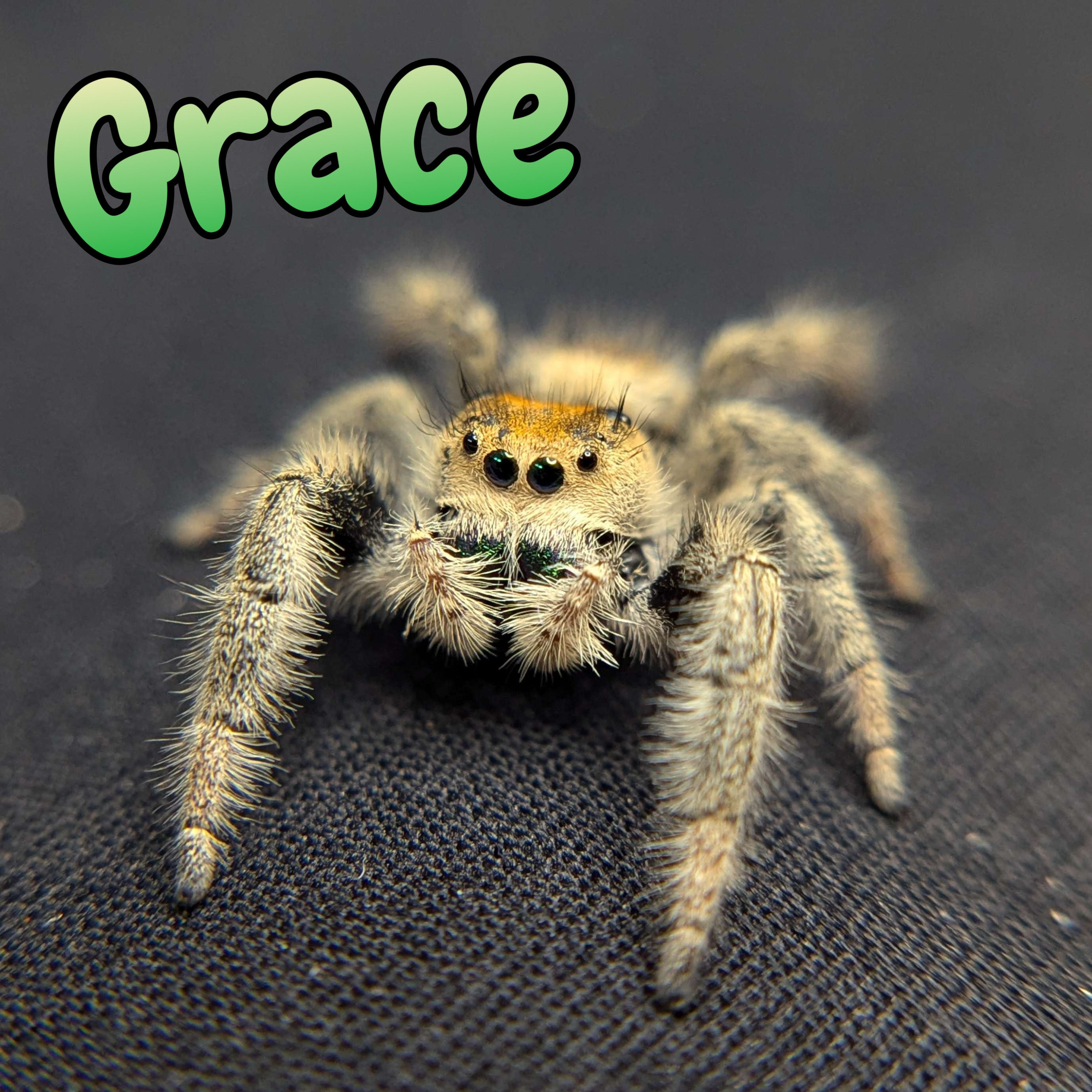Regal Jumping Spider "Grace"