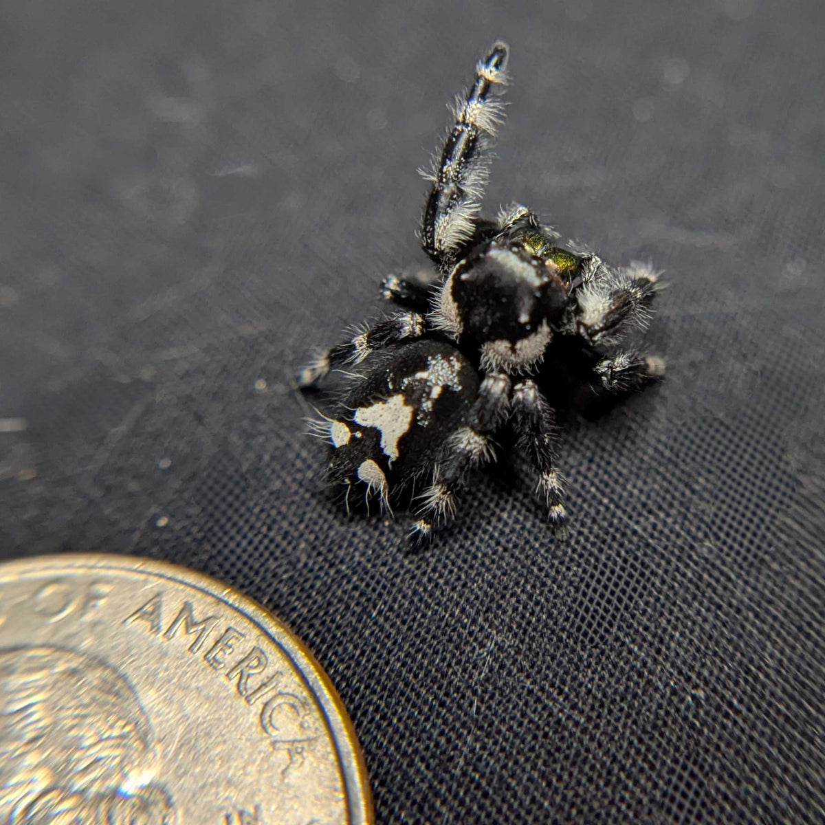 Audax Bryantae Jumping Spider “Foster”