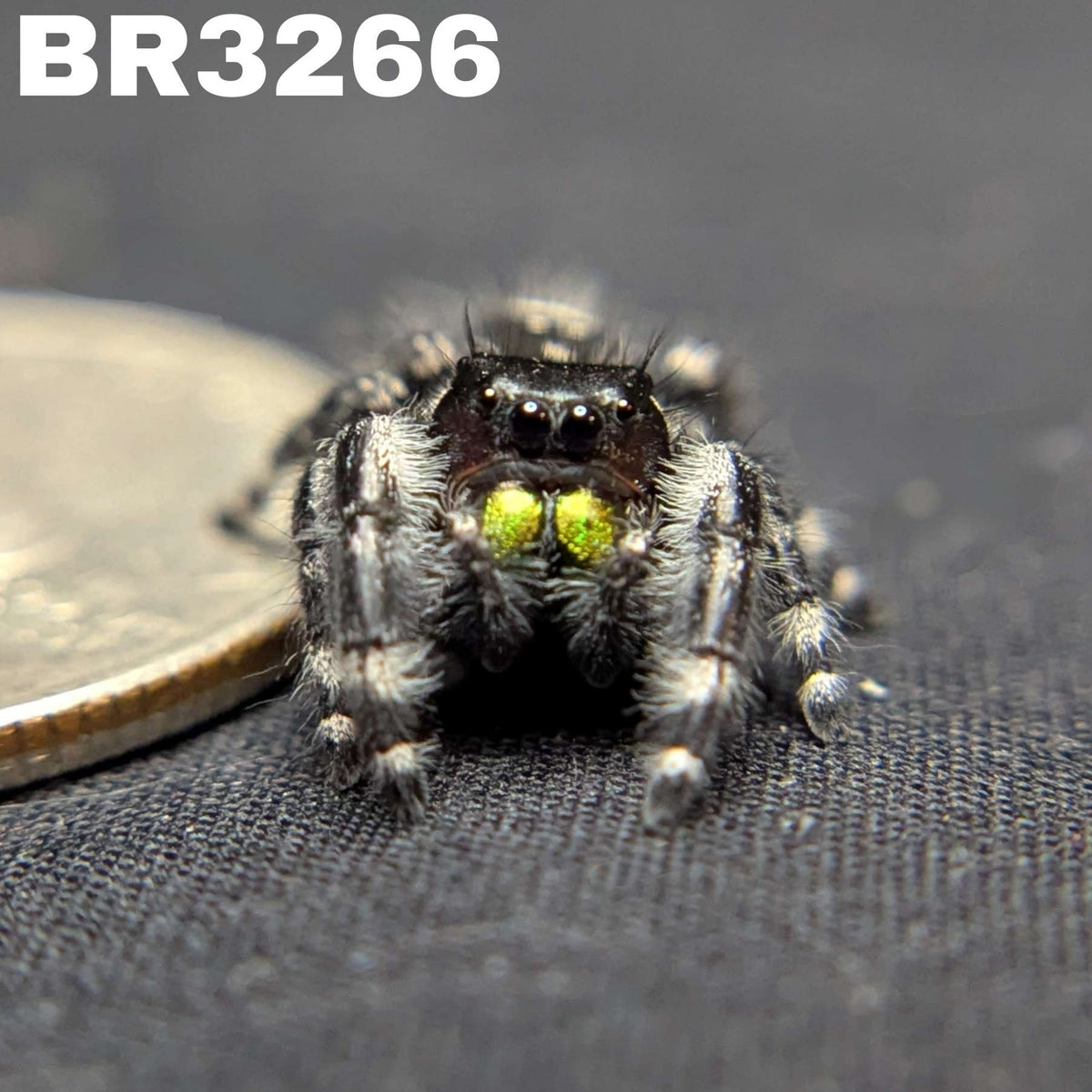 Audax Bryantae Jumping Spider “Foster”