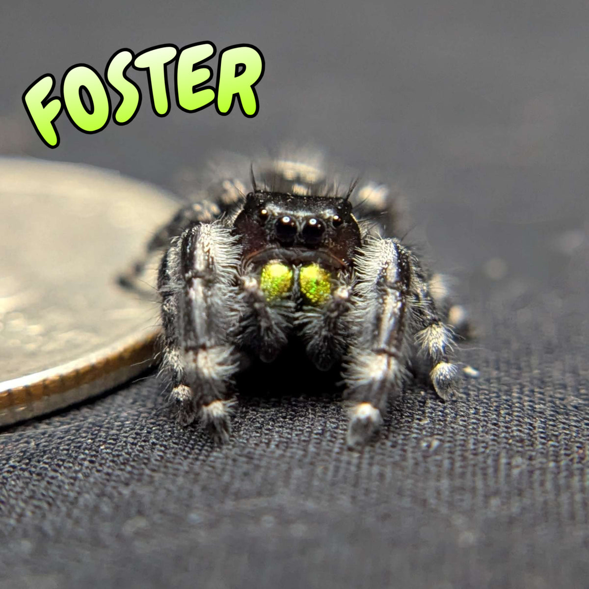 Audax Bryantae Jumping Spider “Foster”