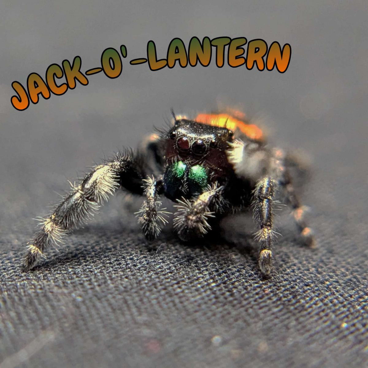 Audax Bryantae Jumping Spider “Jack-O’-Lantern”