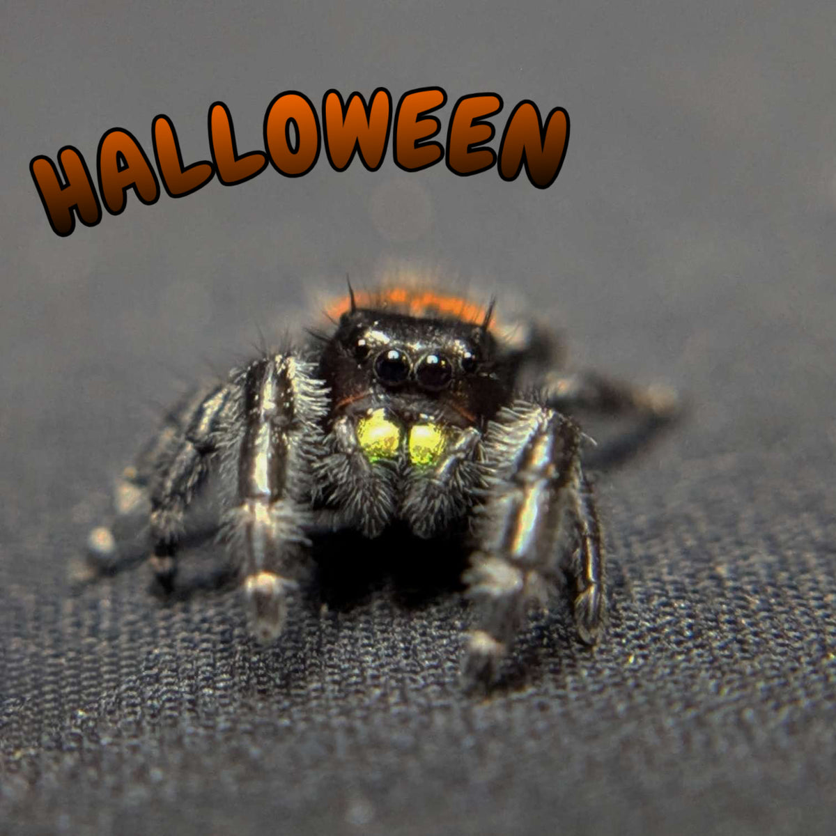 Audax Bryantae Jumping Spider "Halloween"