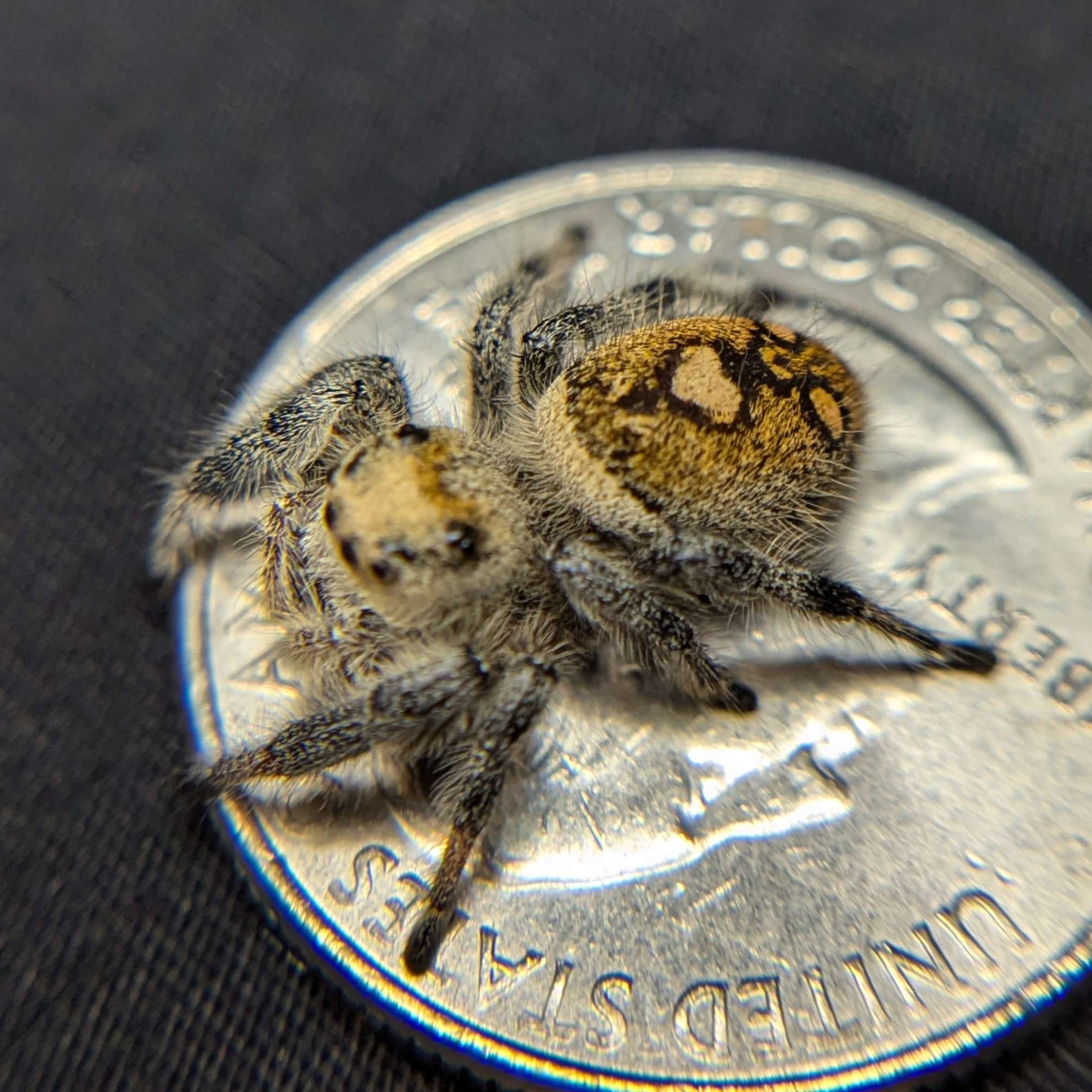 Regal Jumping Spider "Banana"
