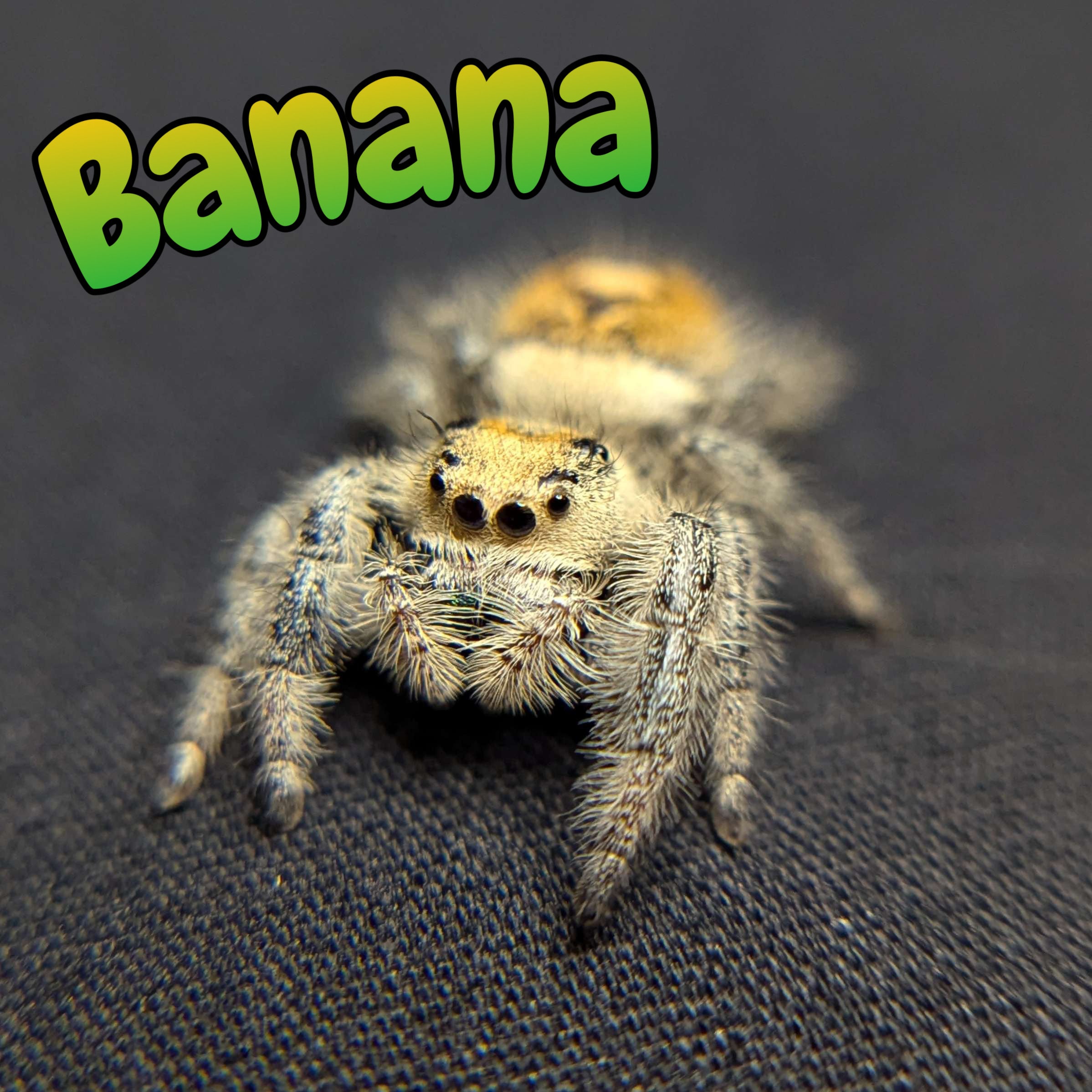 Regal Jumping Spider "Banana"