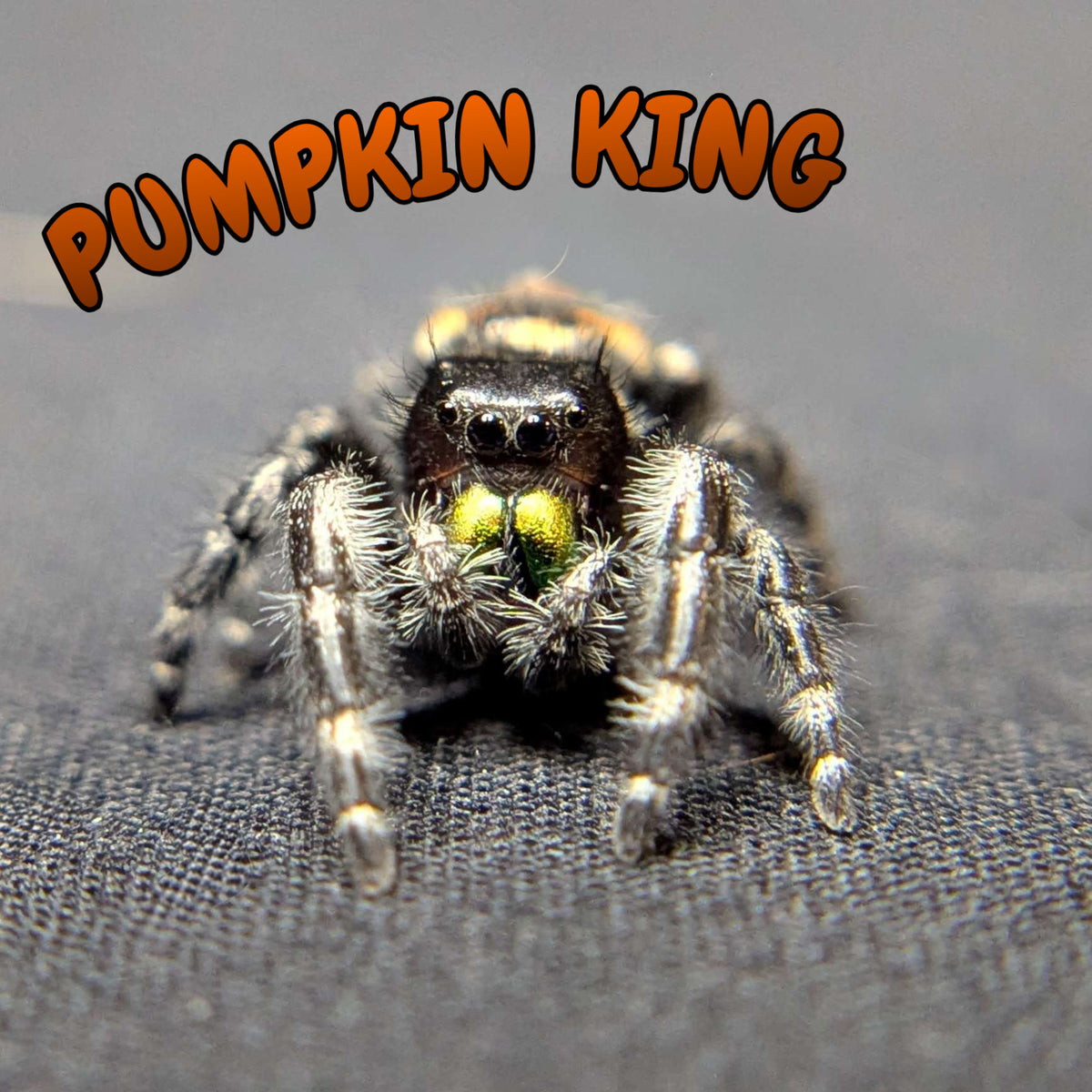 Audax Bryantae Jumping Spider “Pumpkin King”