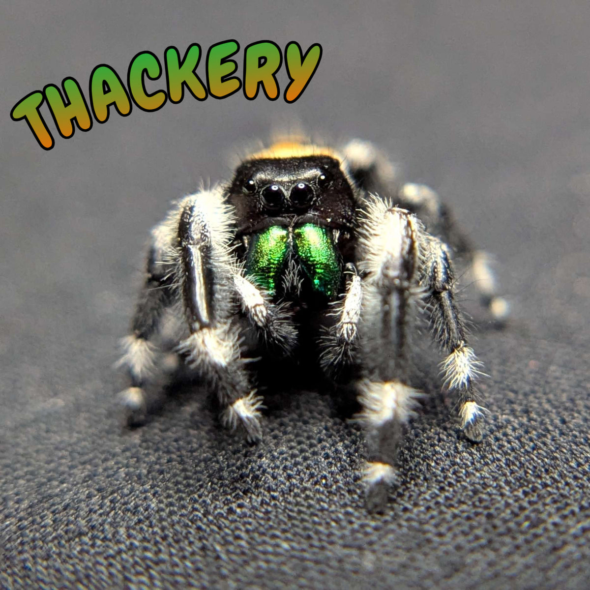 Audax Bryantae Jumping Spider “Thackery”