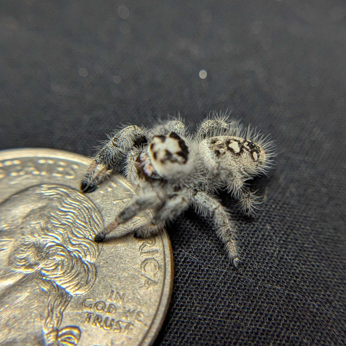 Regal Jumping Spider “Ice Cream”