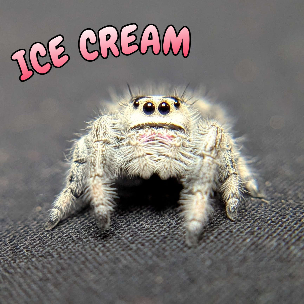 Regal Jumping Spider “Ice Cream”