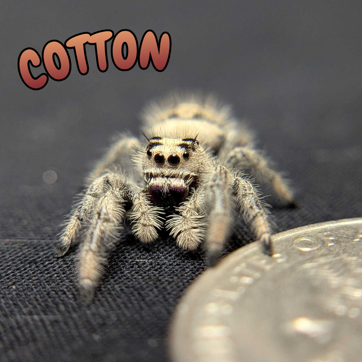 Regal Jumping Spider "Cotton"