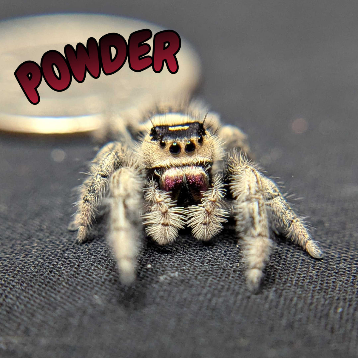 Regal Jumping Spider "Powder"