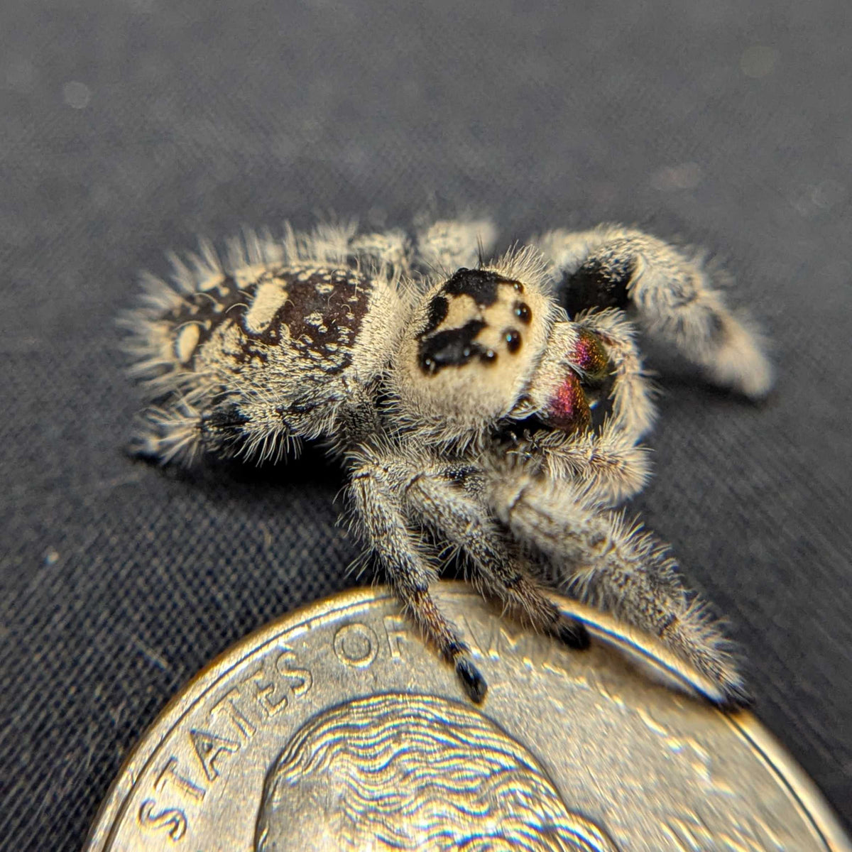 Regal Jumping Spider “Magma”