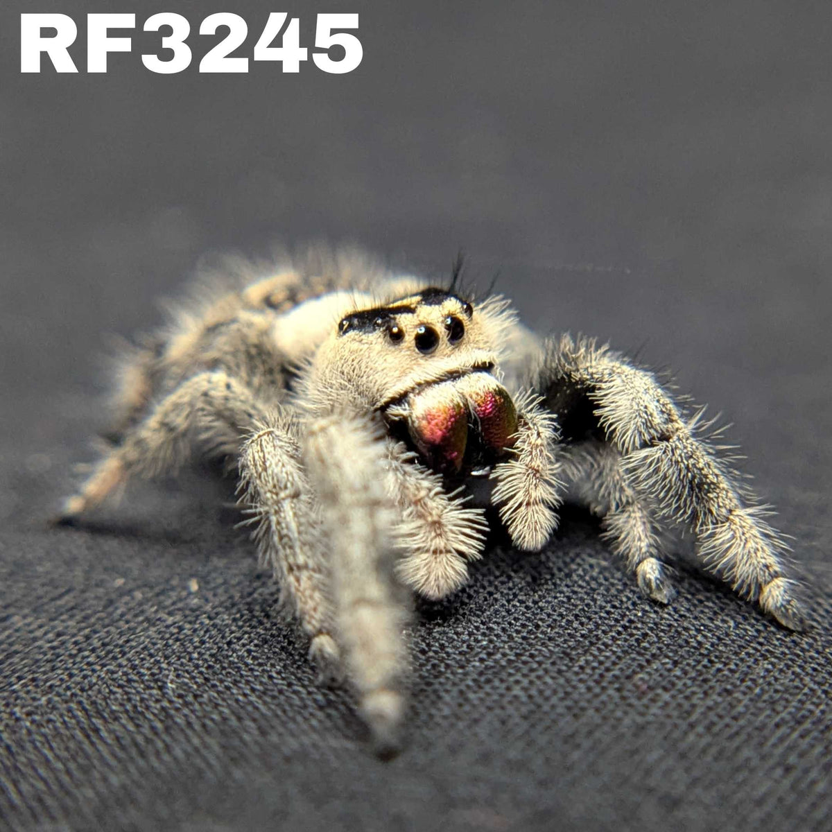 Regal Jumping Spider “Magma”