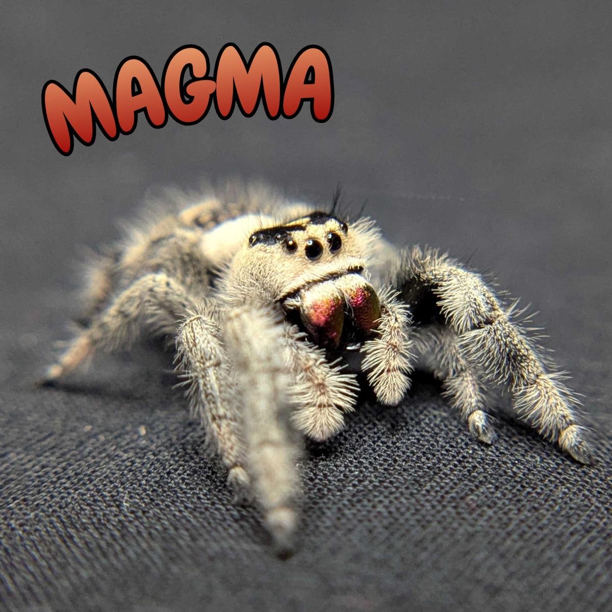 Regal Jumping Spider “Magma”