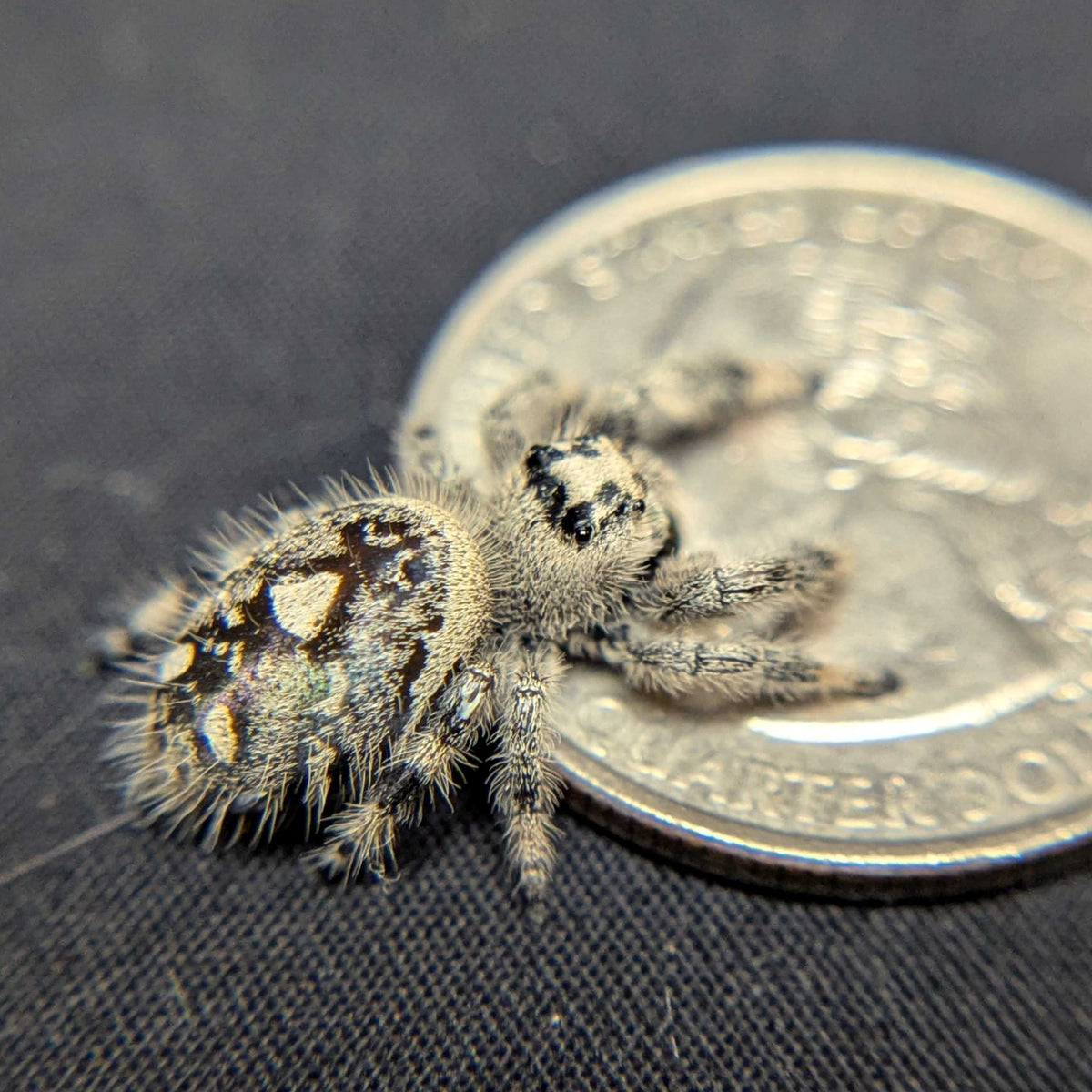Regal Jumping Spider "Squash"
