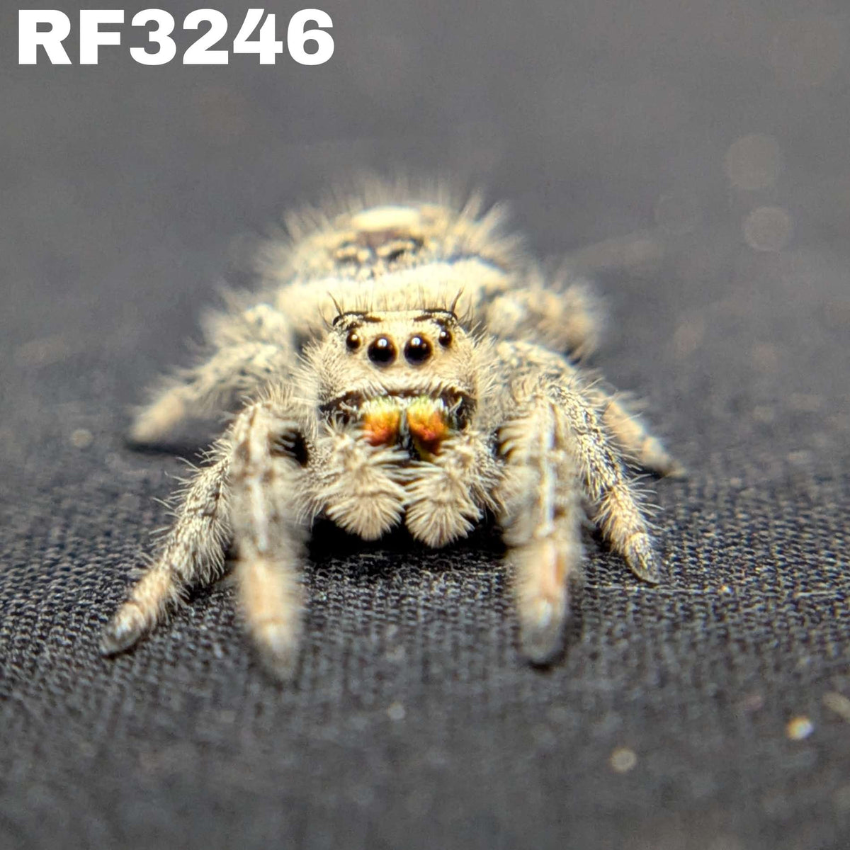 Regal Jumping Spider "Squash"