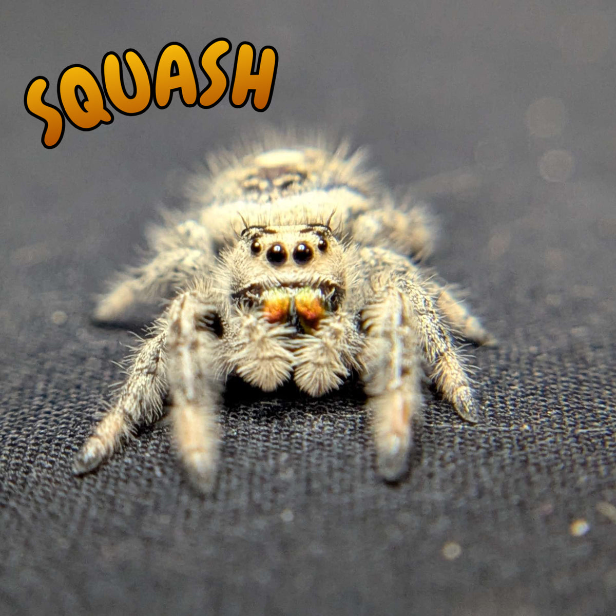 Regal Jumping Spider "Squash"