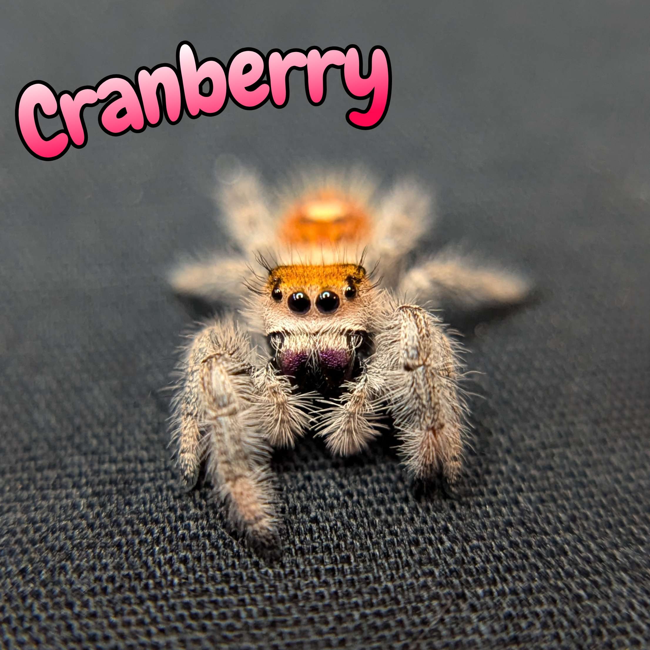 Regal Jumping Spider "Cranberry"