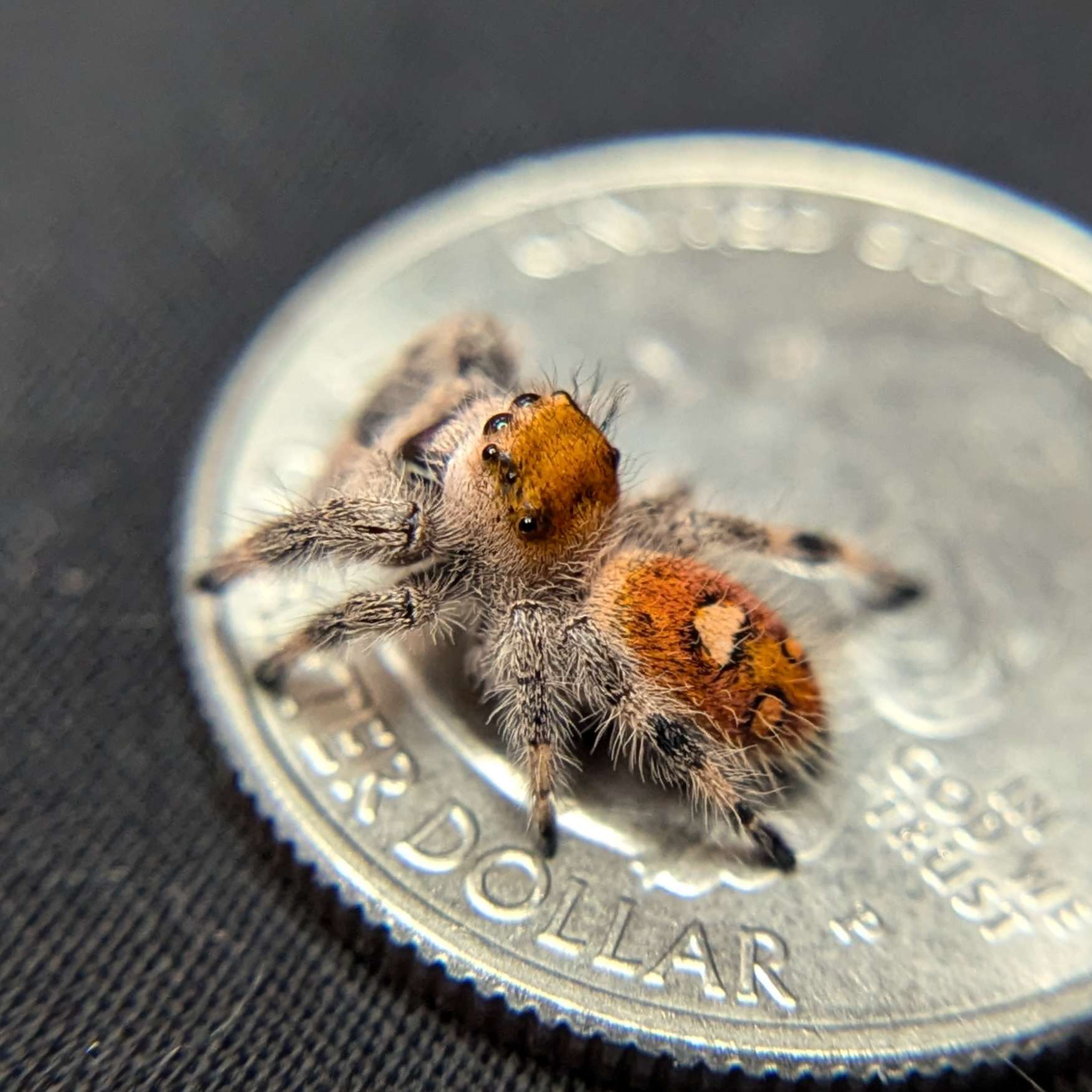 Regal Jumping Spider "Cranberry"