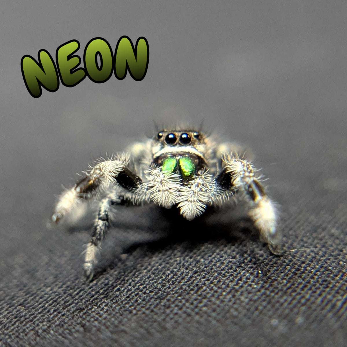 Regal Jumping Spider "Neon"
