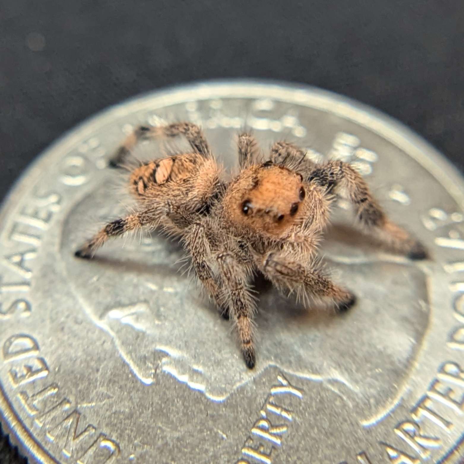 Regal Jumping Spider “Palmetto”