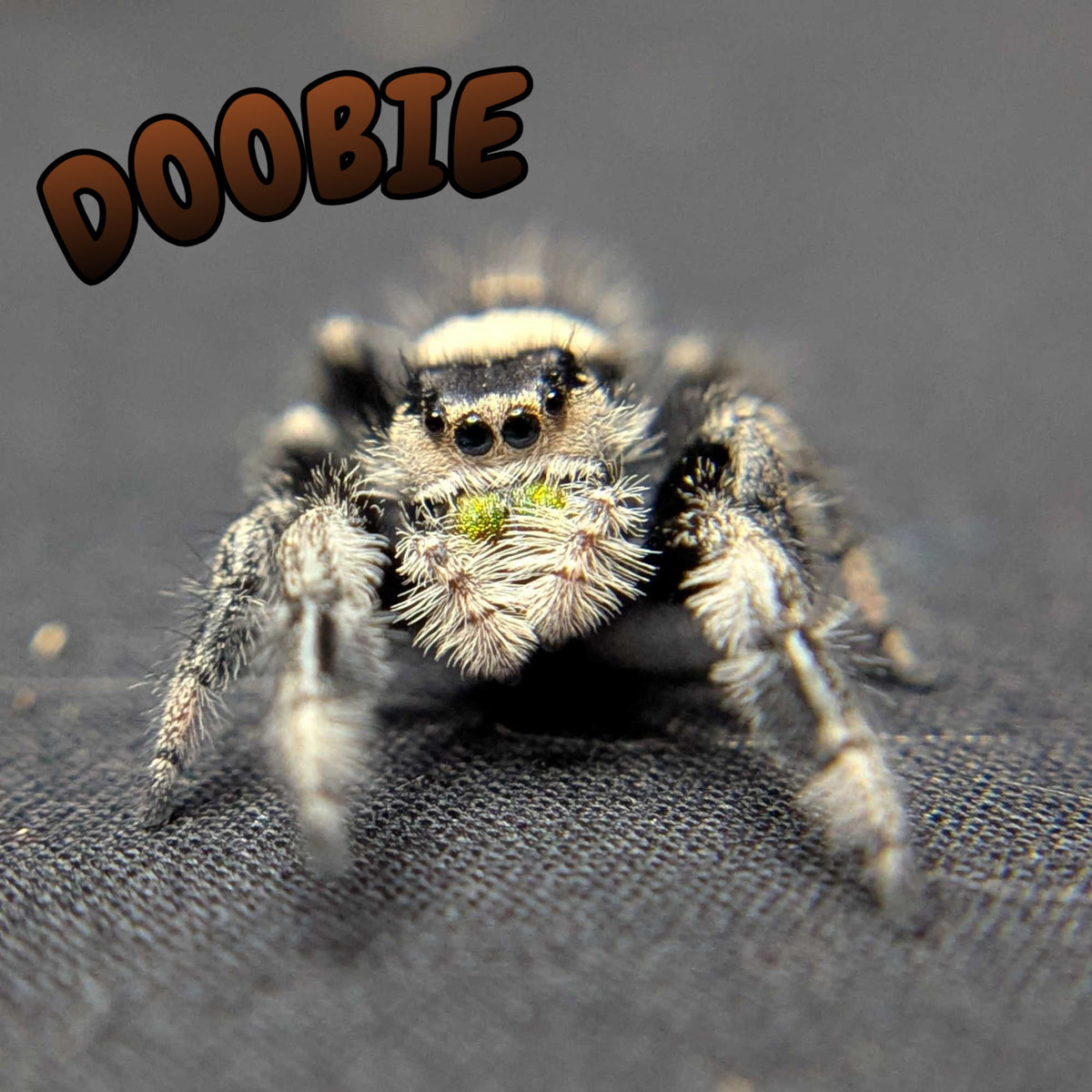 Regal Jumping Spider "Doobie”