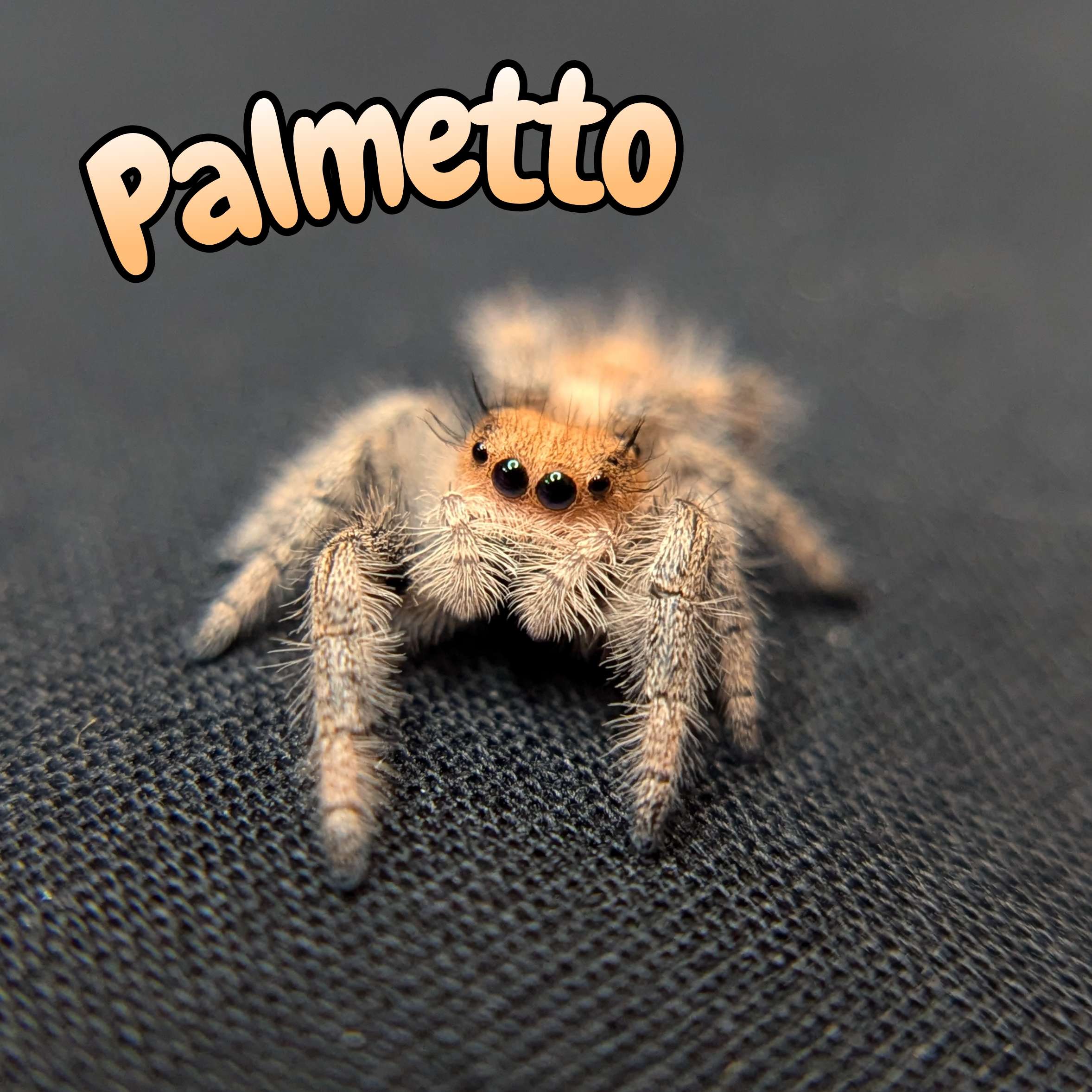 Regal Jumping Spider “Palmetto”