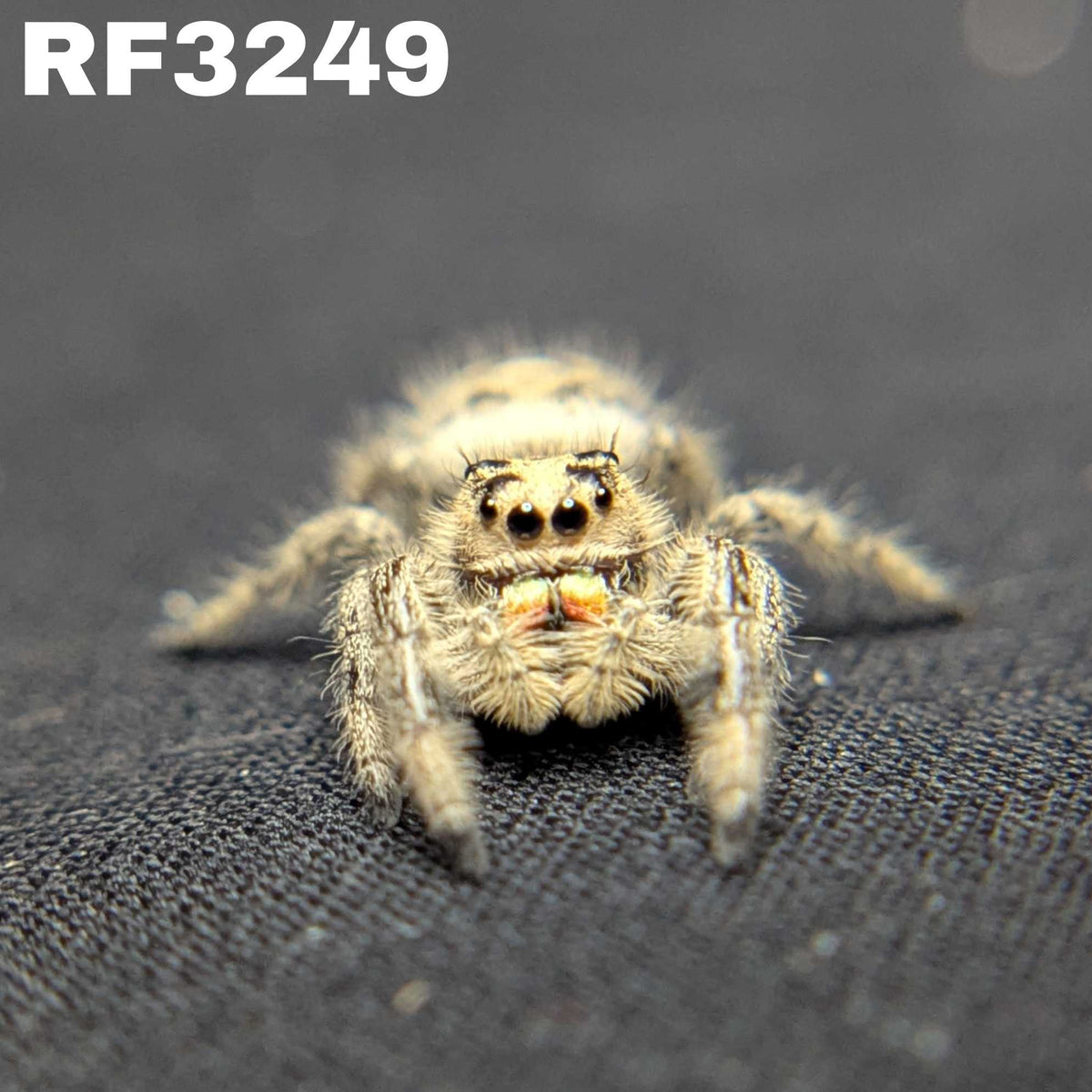 Regal Jumping Spider "Toasty"