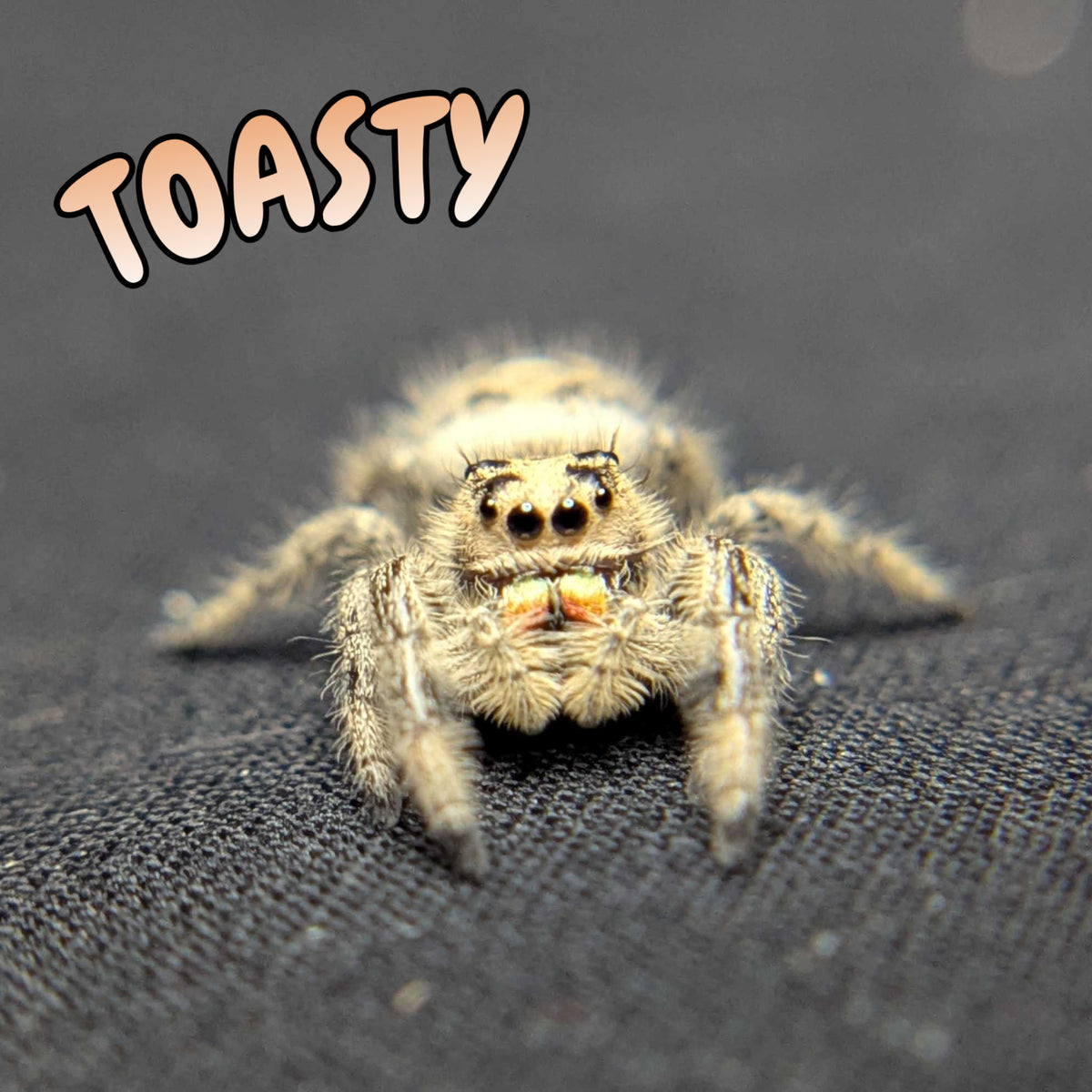 Regal Jumping Spider "Toasty"
