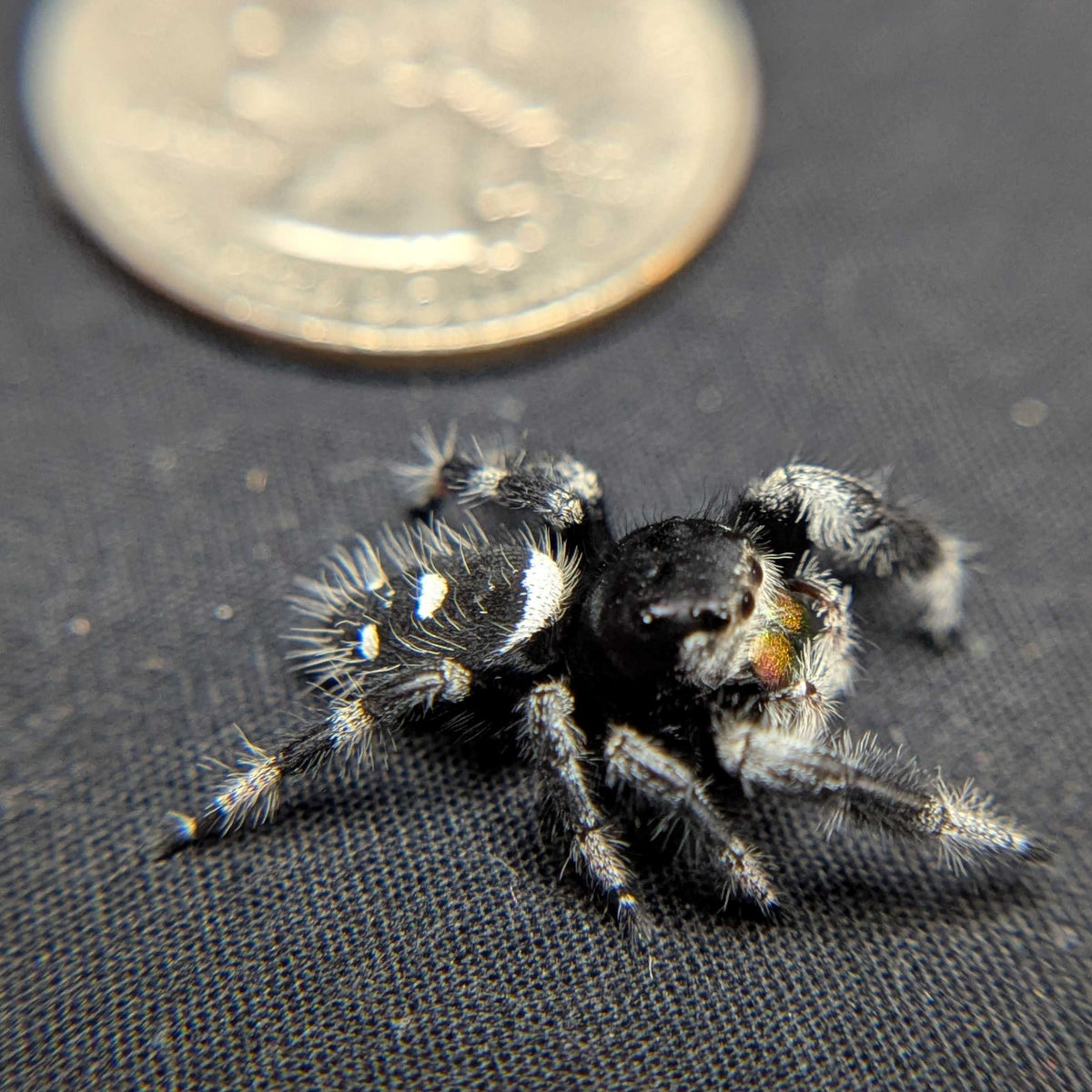 Regal Jumping Spider "Shadow"
