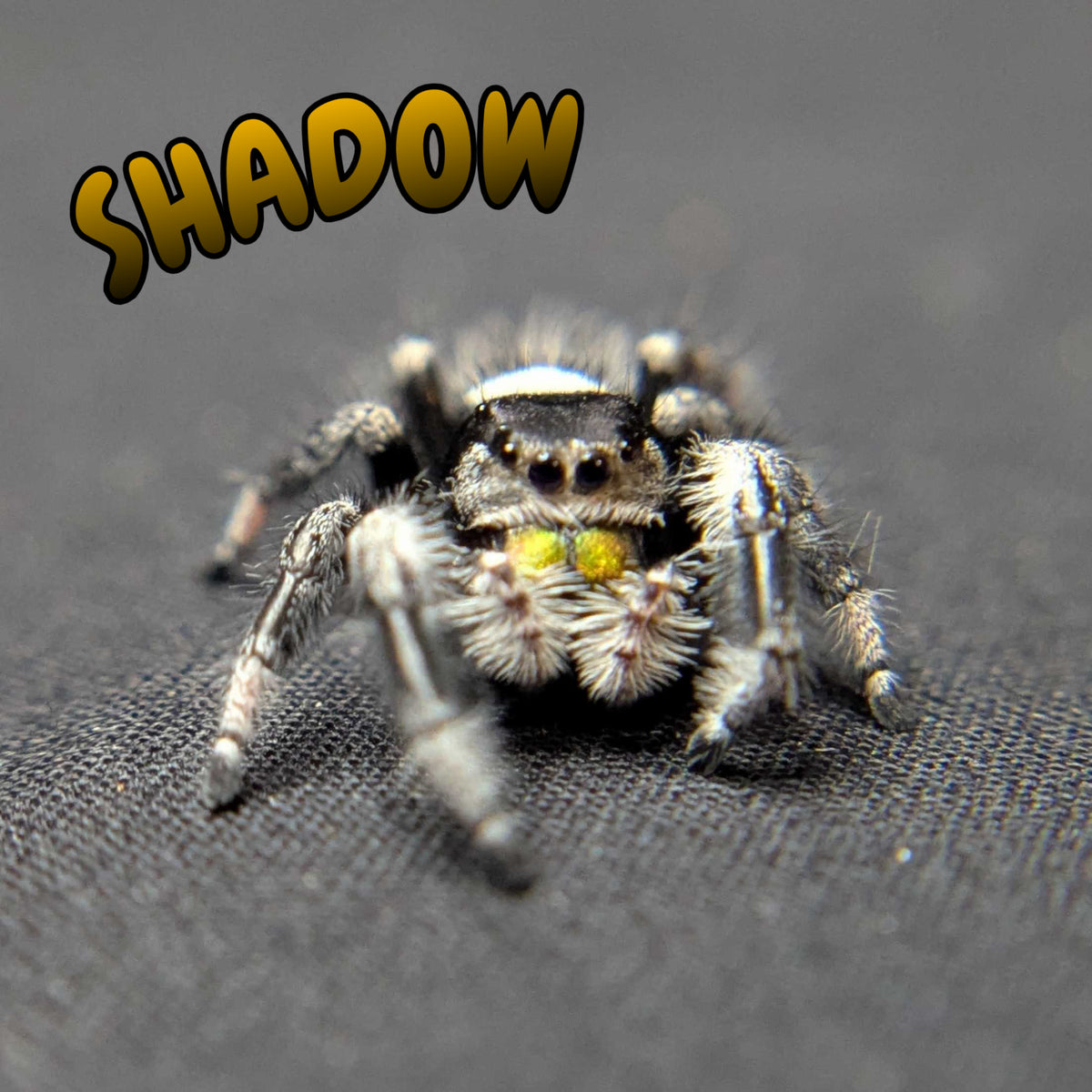 Regal Jumping Spider "Shadow"