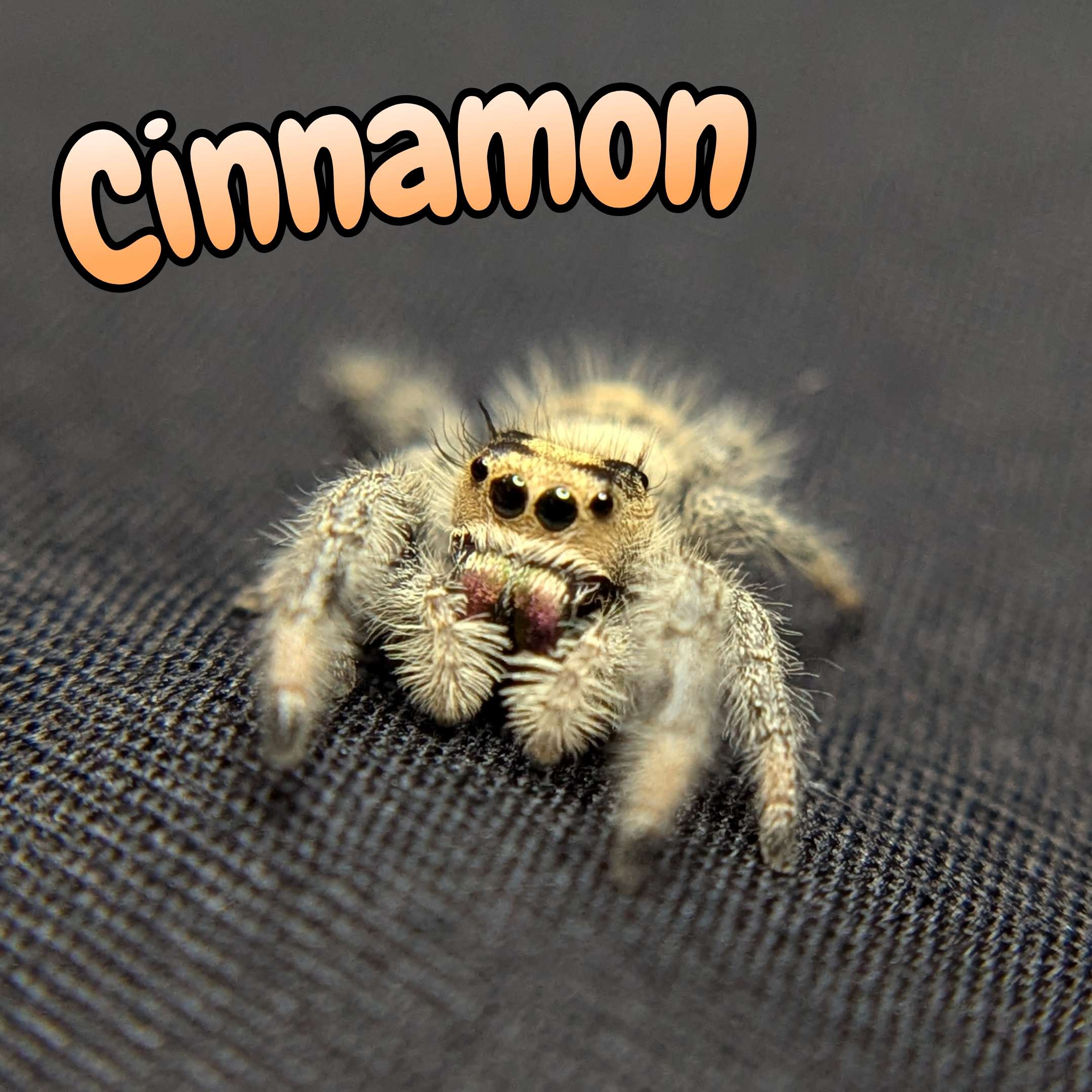 Regal Jumping Spider "Cinnamon"