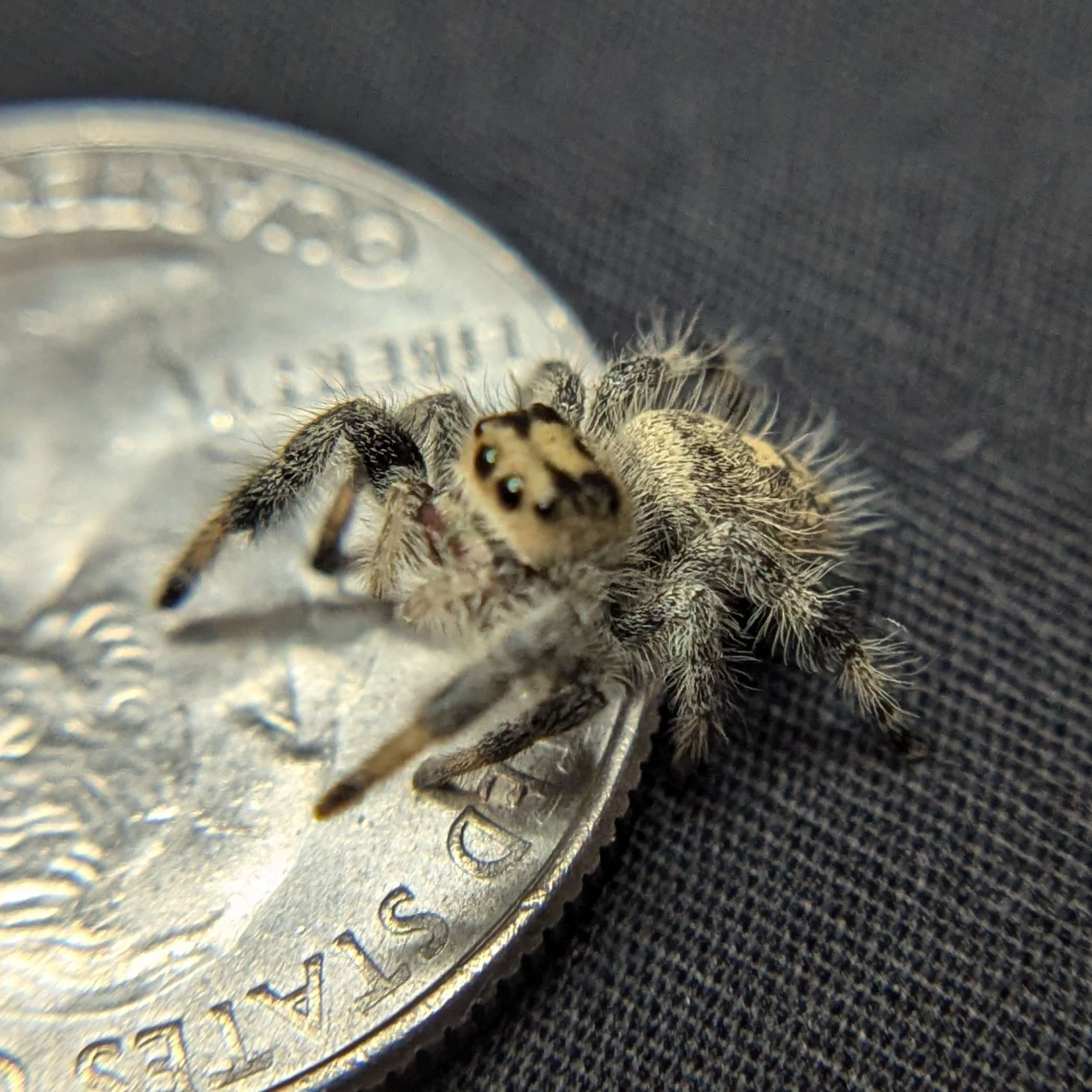 Regal Jumping Spider "Cinnamon"