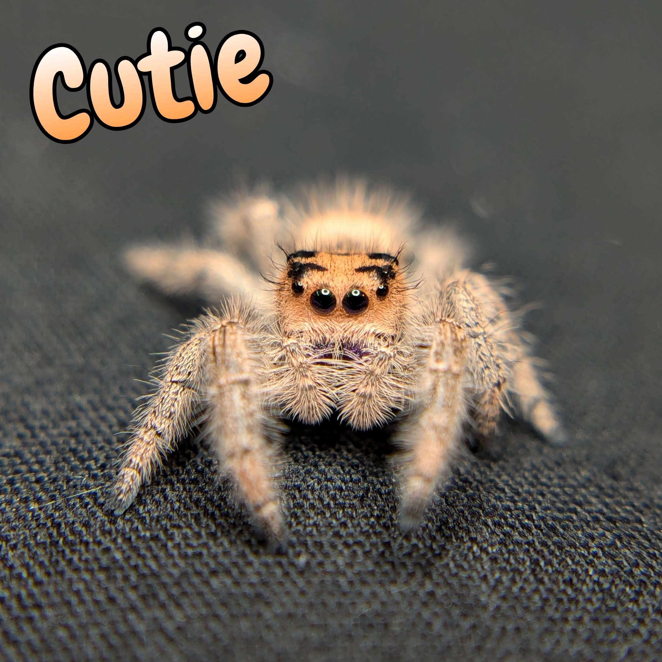 Regal Jumping Spider "Cutie"