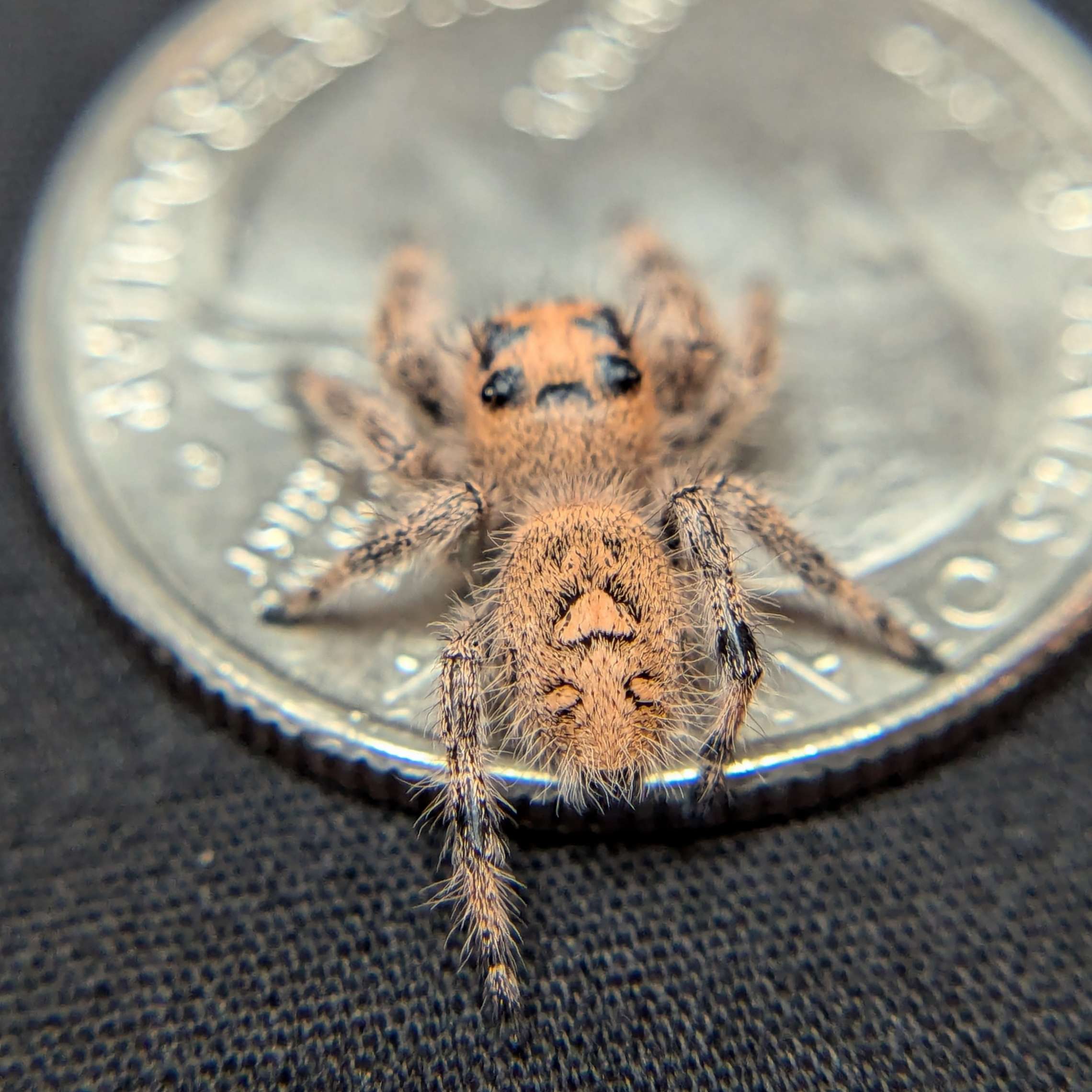 Regal Jumping Spider "Cutie"