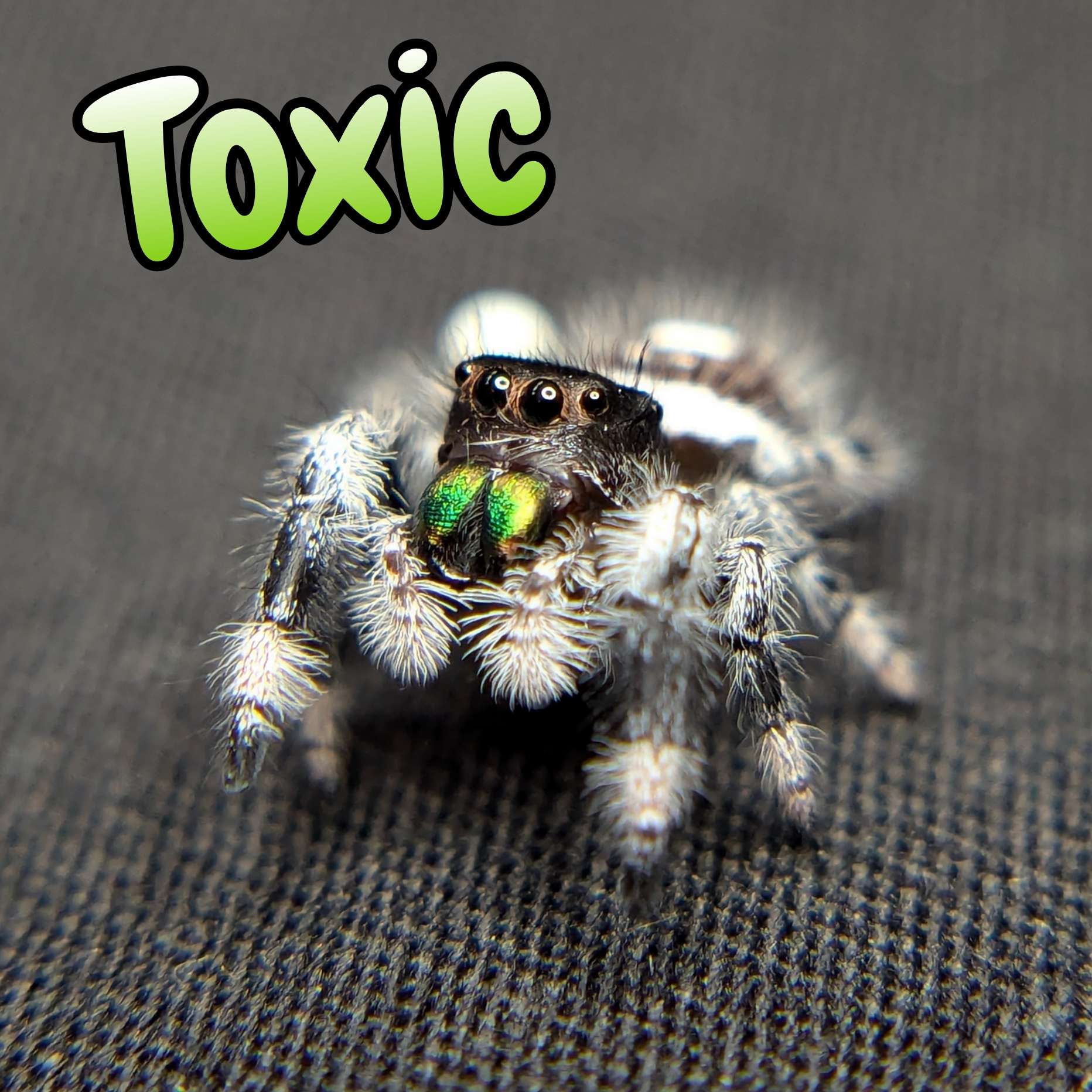 Regal Jumping Spider "Toxic"