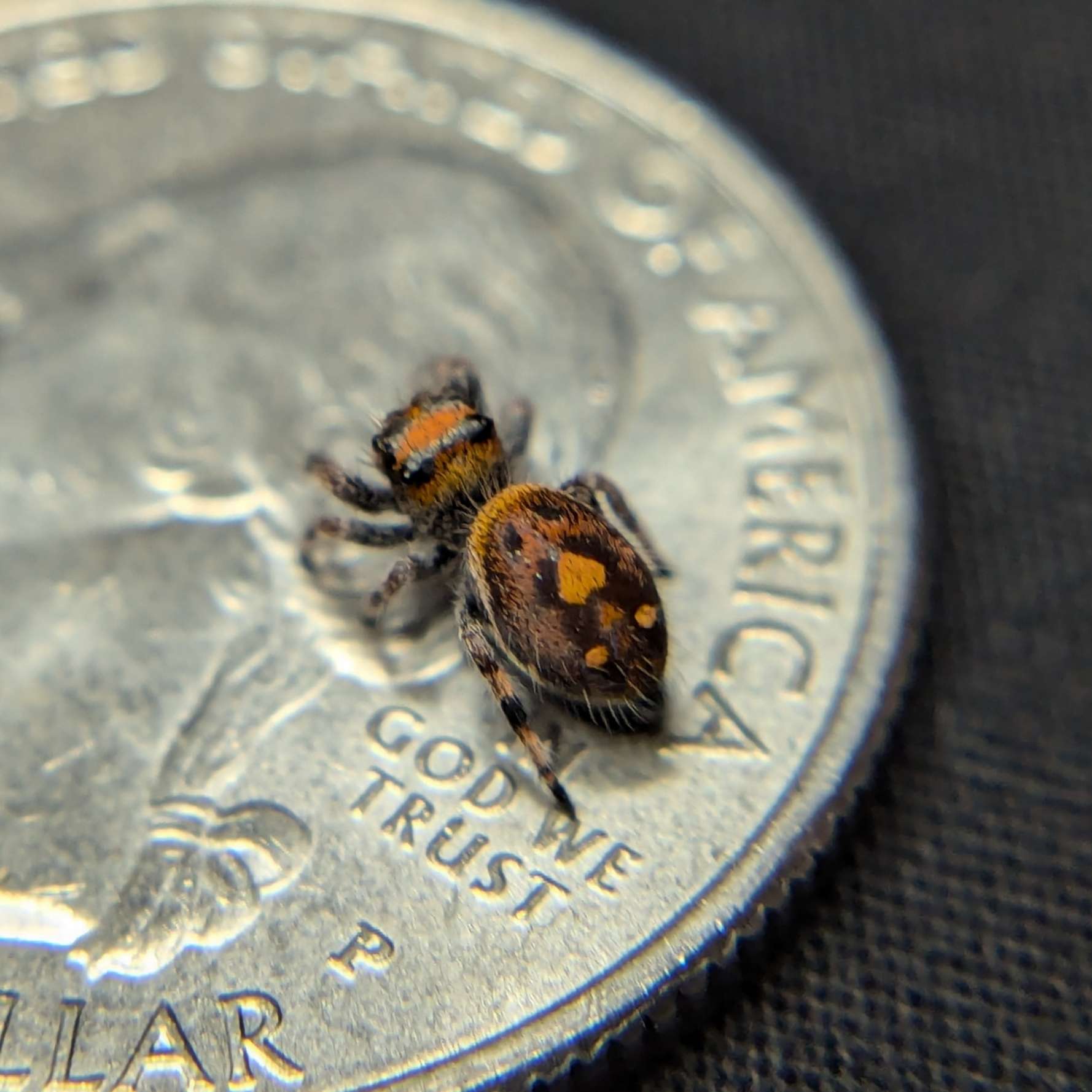 Regal Jumping Spider "Ember"