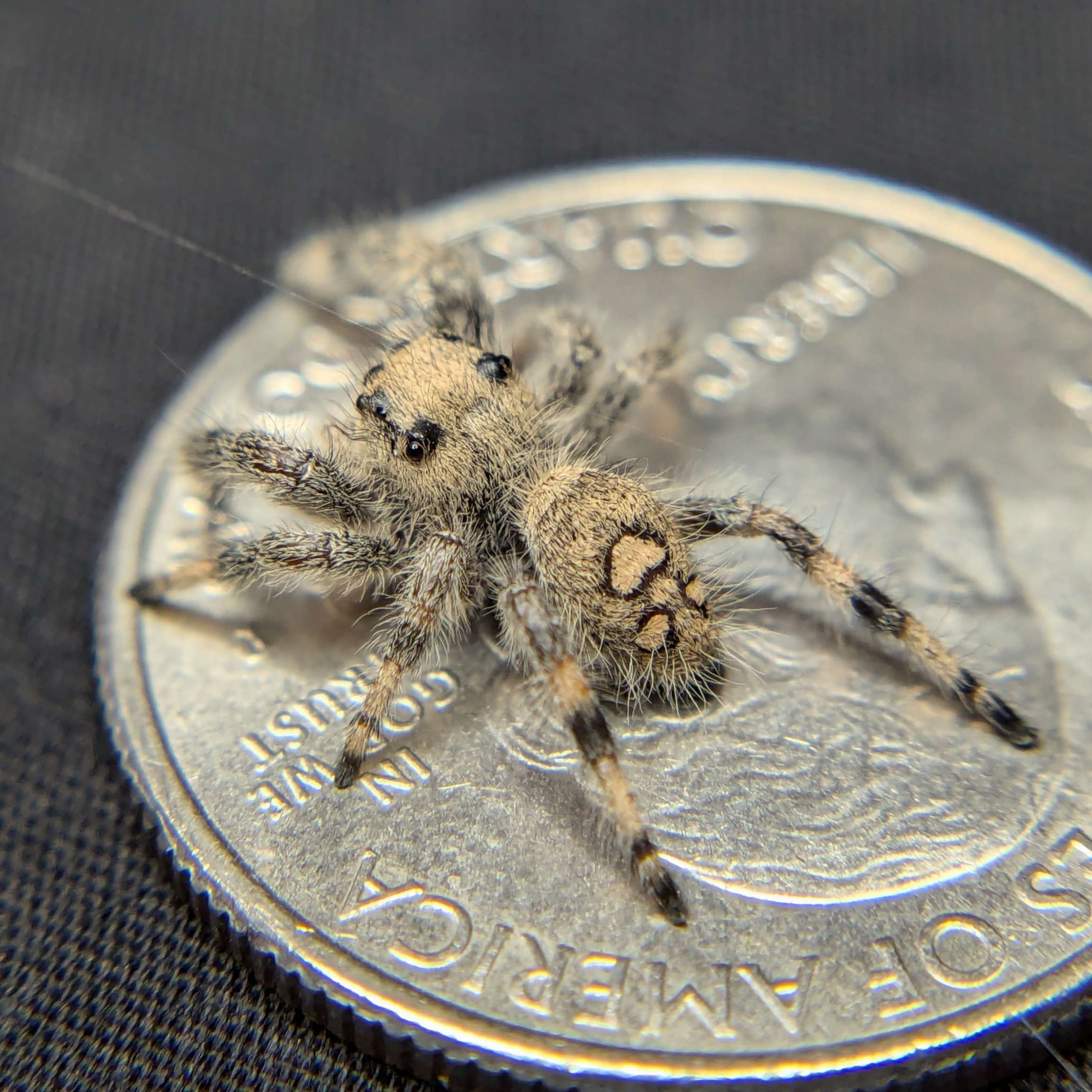 Regal Jumping Spider “Dosidos”