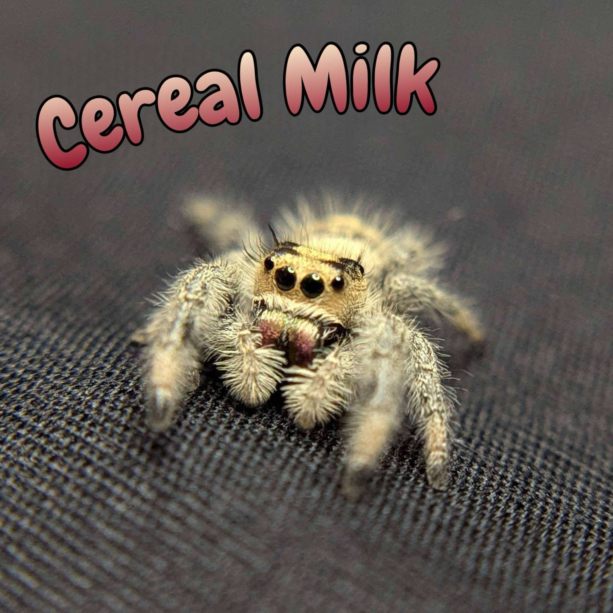 Regal Jumping Spider “Cereal Milk”