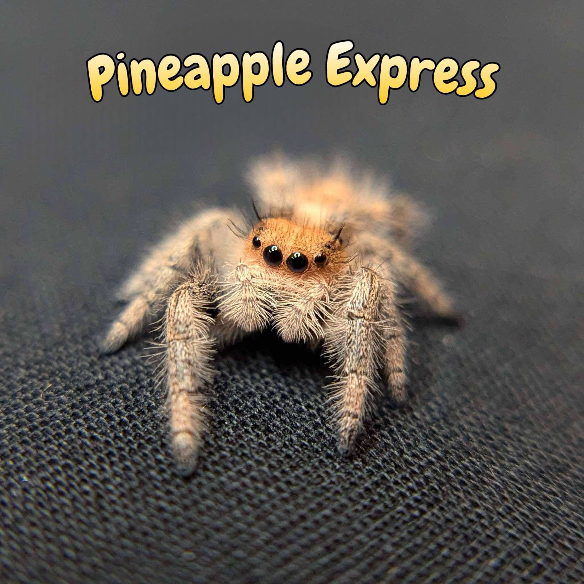 Regal Jumping Spider “Pineapple Express”