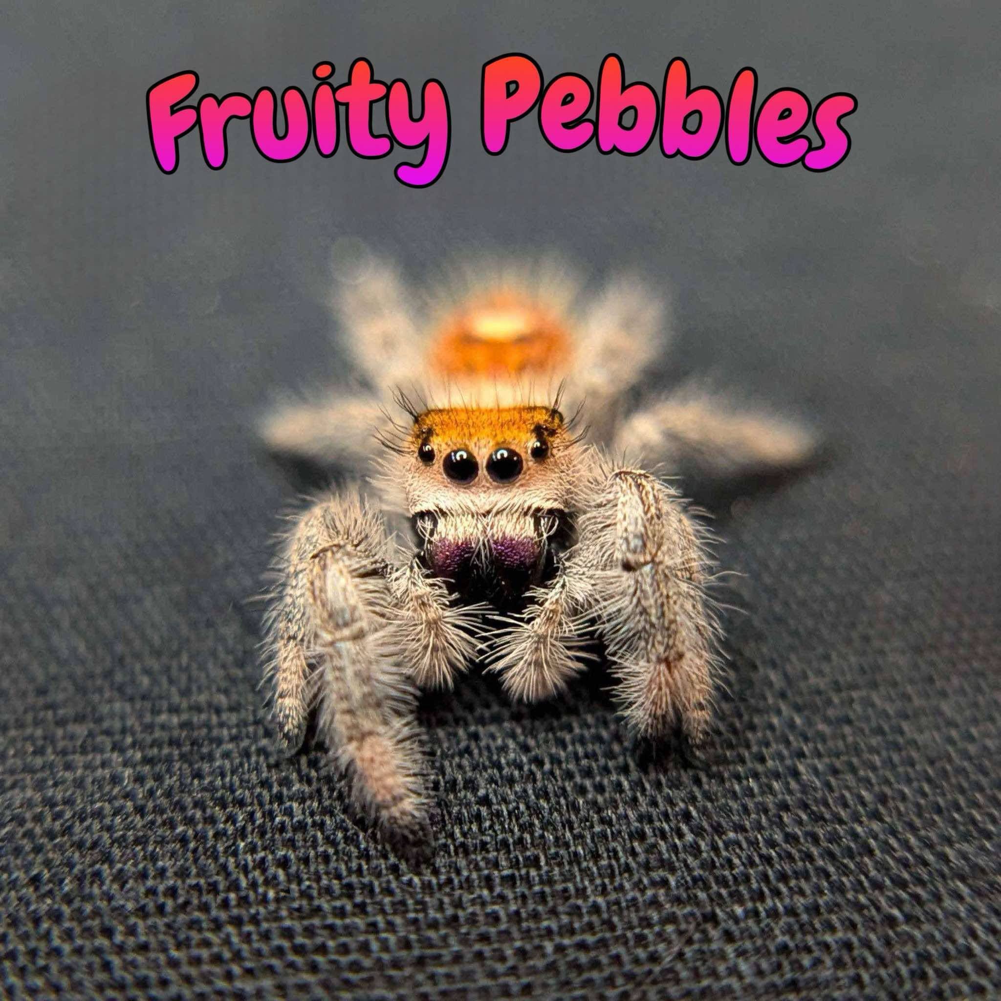 Regal Jumping Spider “Fruity Pebbles”