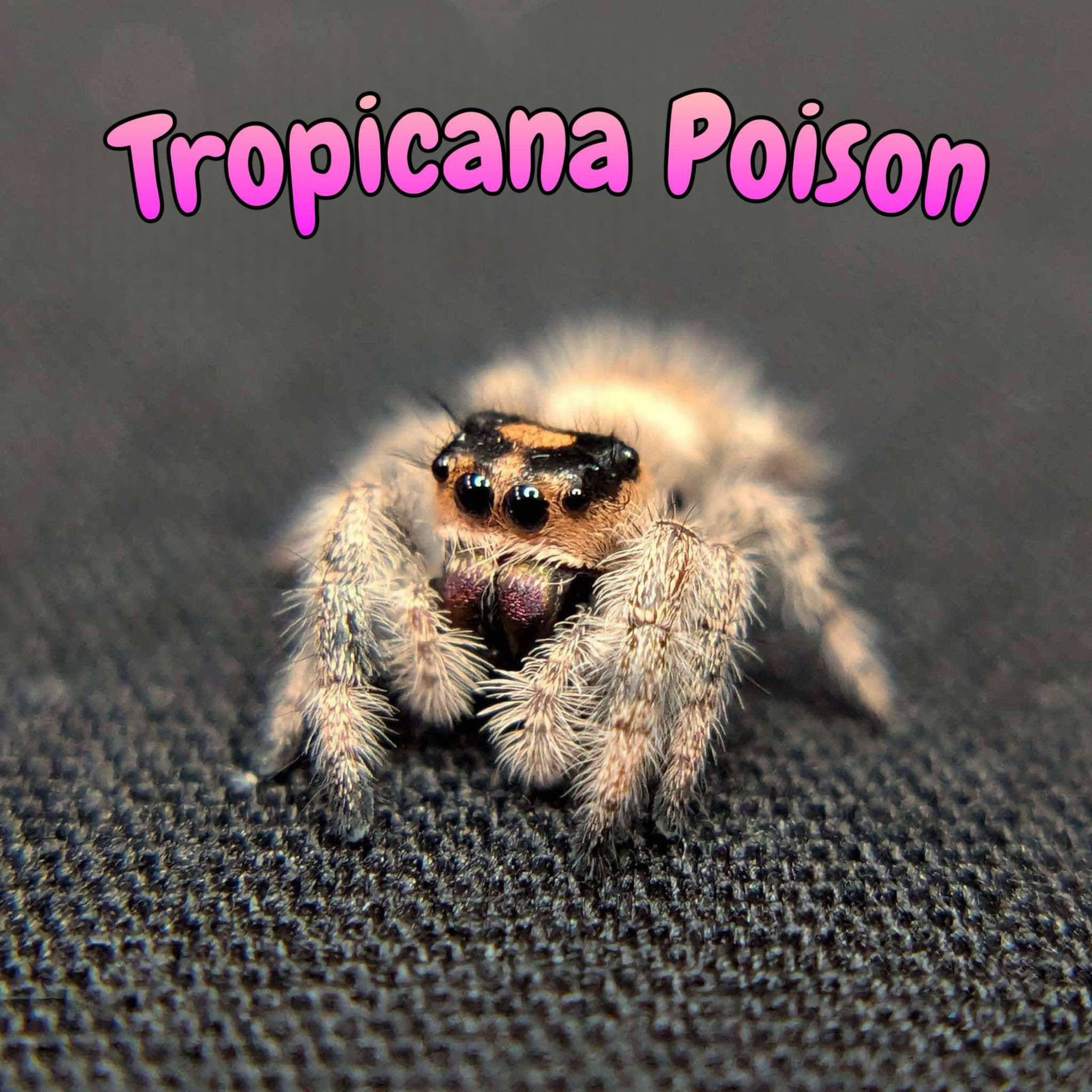 Regal Jumping Spider “Tropicana Poison”