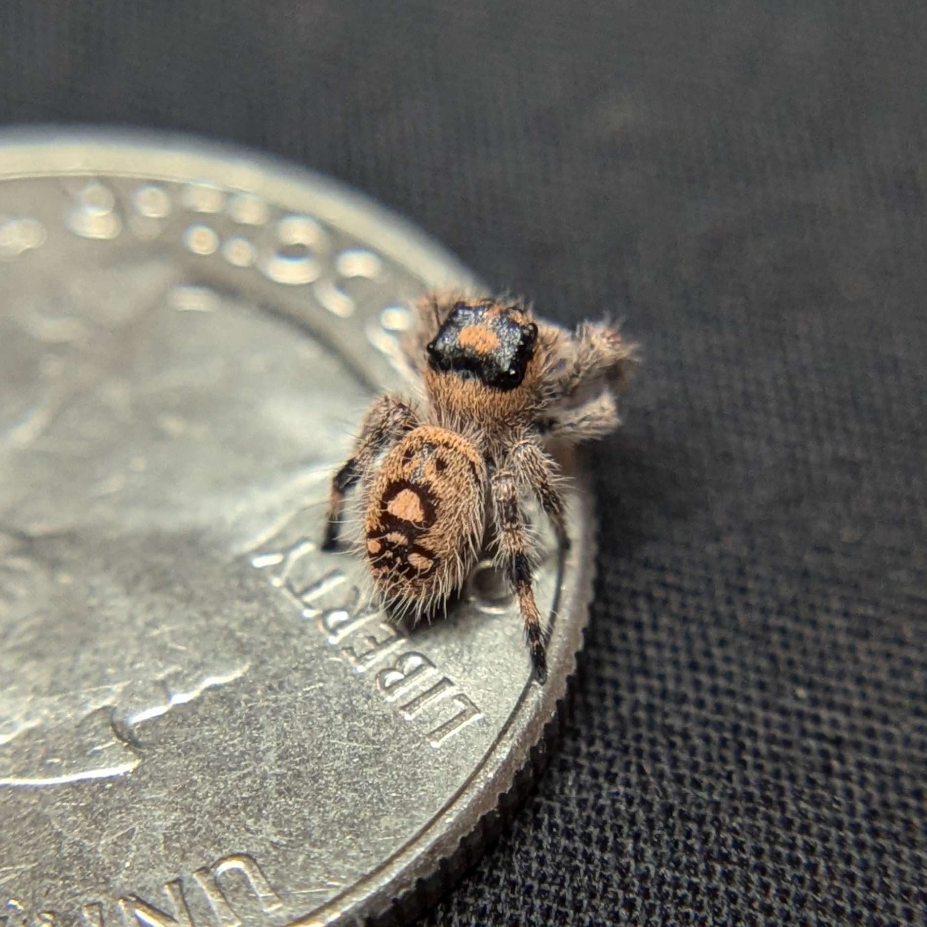 Regal Jumping Spider “Tropicana Poison”