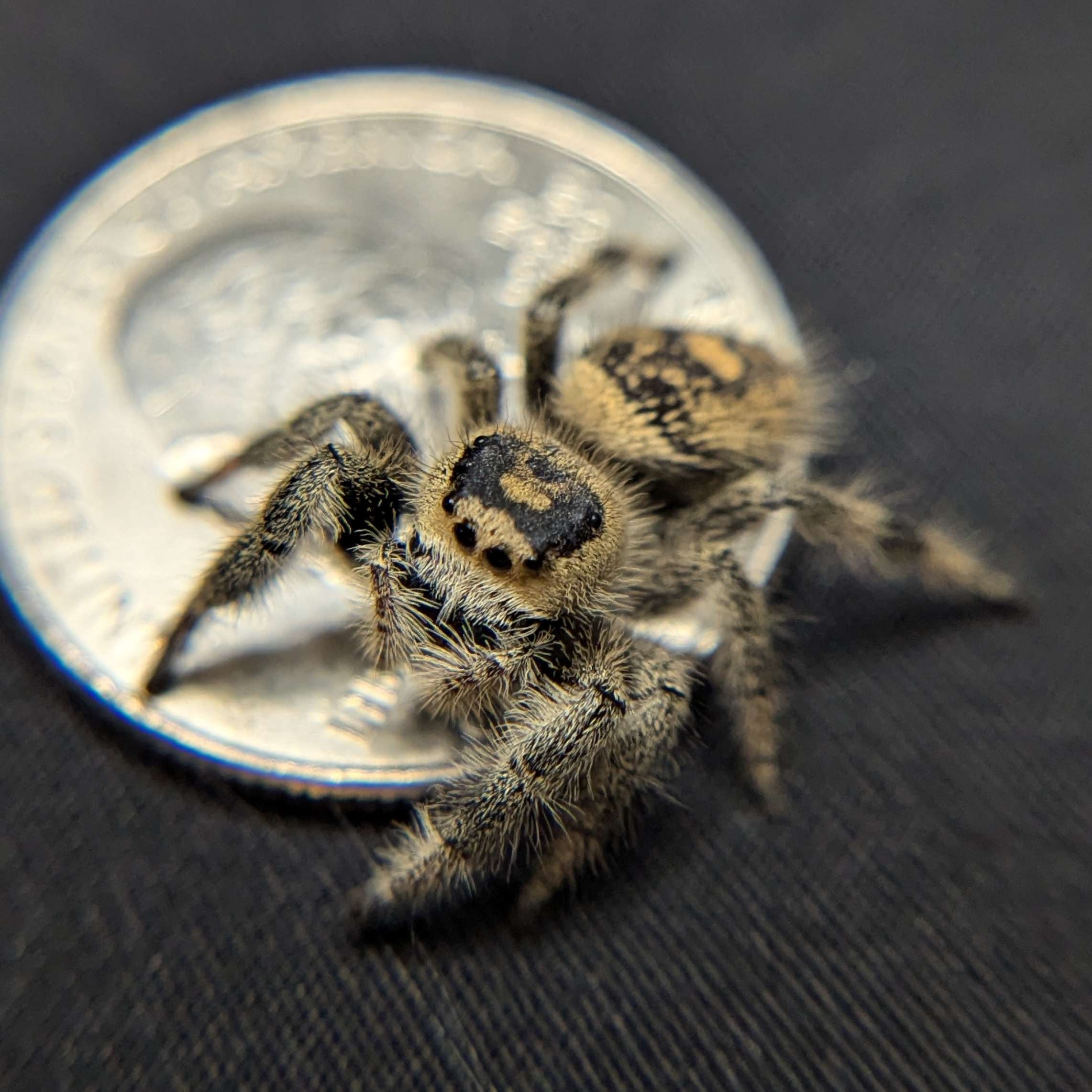Regal Jumping Spider “Blue Dream”